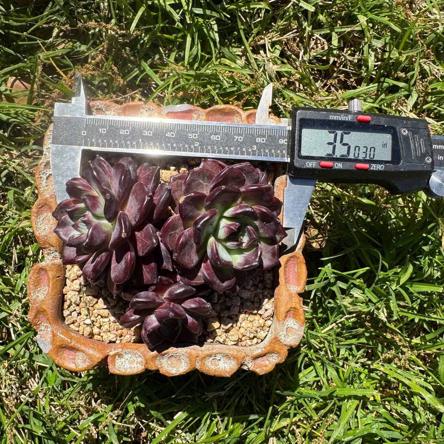 New succulents plants, Echeveri'purple fog’ , 3.5inches