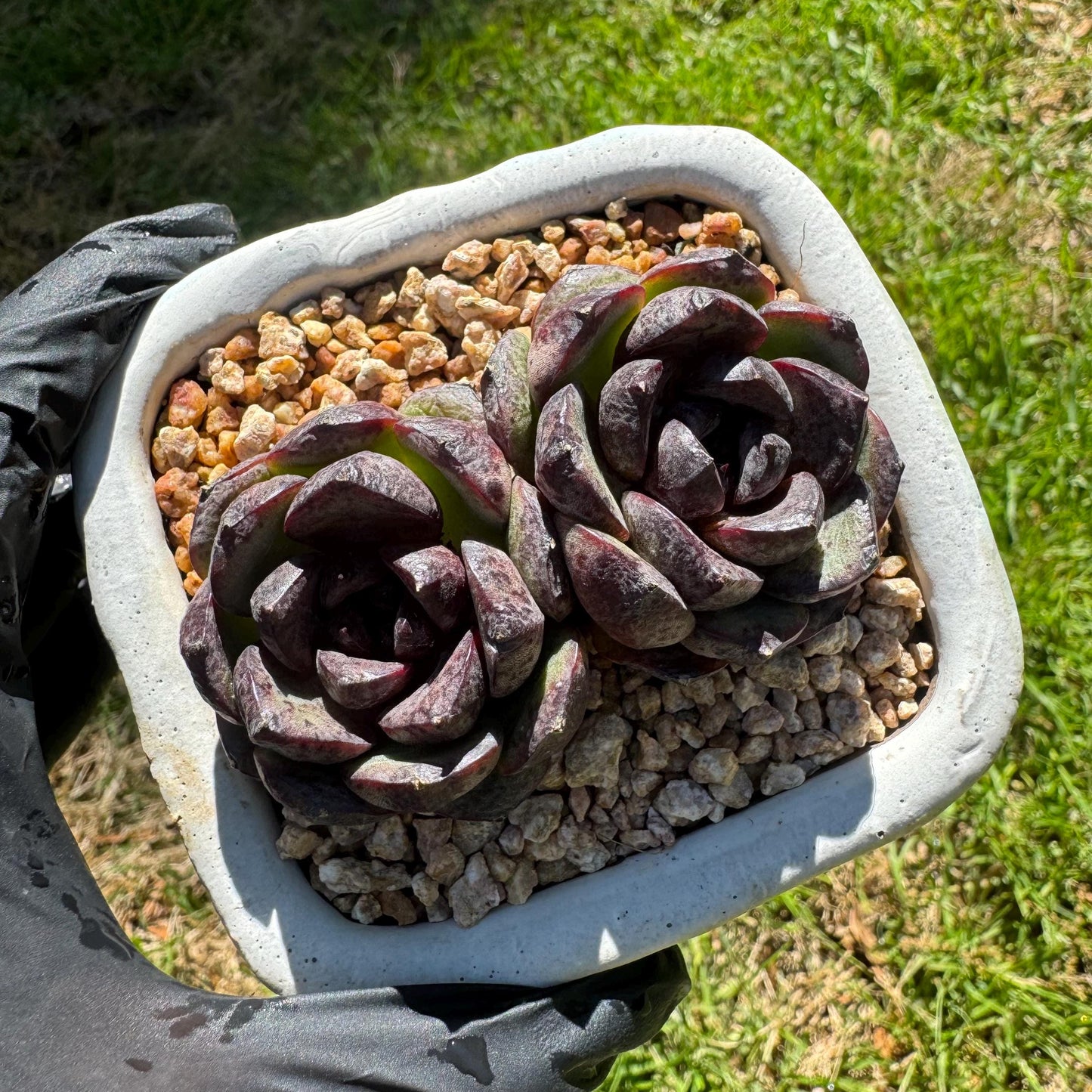 New succulents plants, Echeveria 'black crystal , small 2heads, 3inches