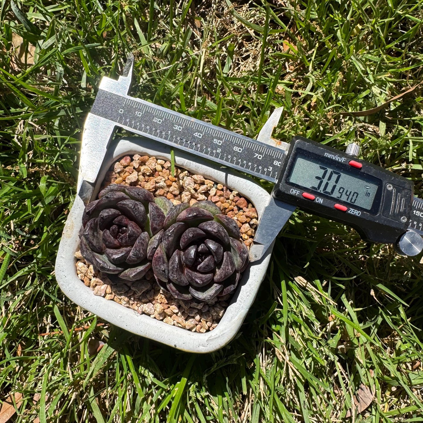 New succulents plants, Echeveria 'black crystal , small 2heads, 3inches