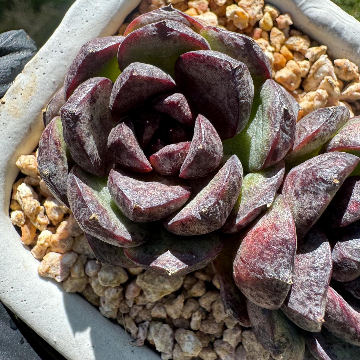 New succulents plants, Echeveria 'black crystal , small 2heads, 3inches