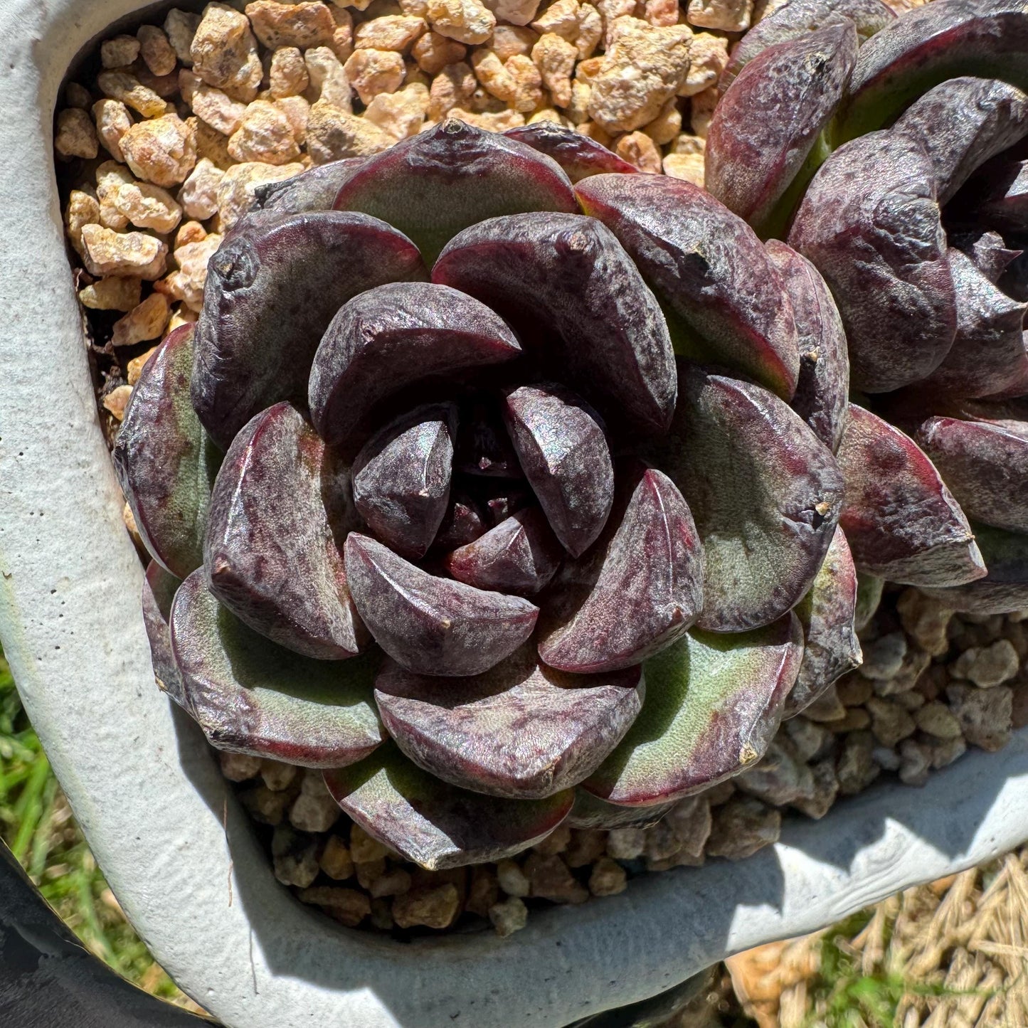New succulents plants, Echeveria 'black crystal , small 2heads, 3inches