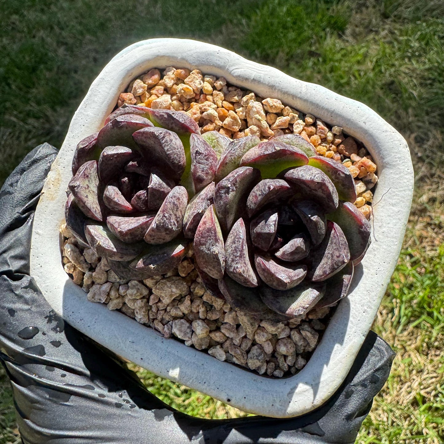 New succulents plants, Echeveria 'black crystal , small 2heads, 3inches