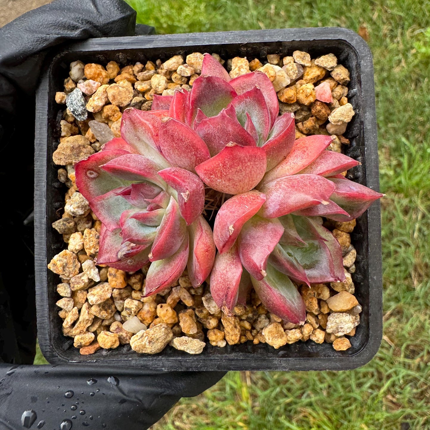 Rare succulents, Echeveria 'Luella', 2inches