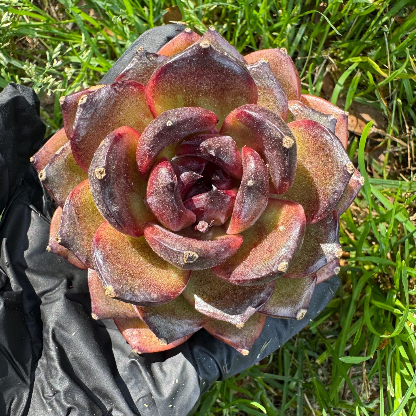 Rare succulents, Echeveria 'Obsidian ', 2.7inches