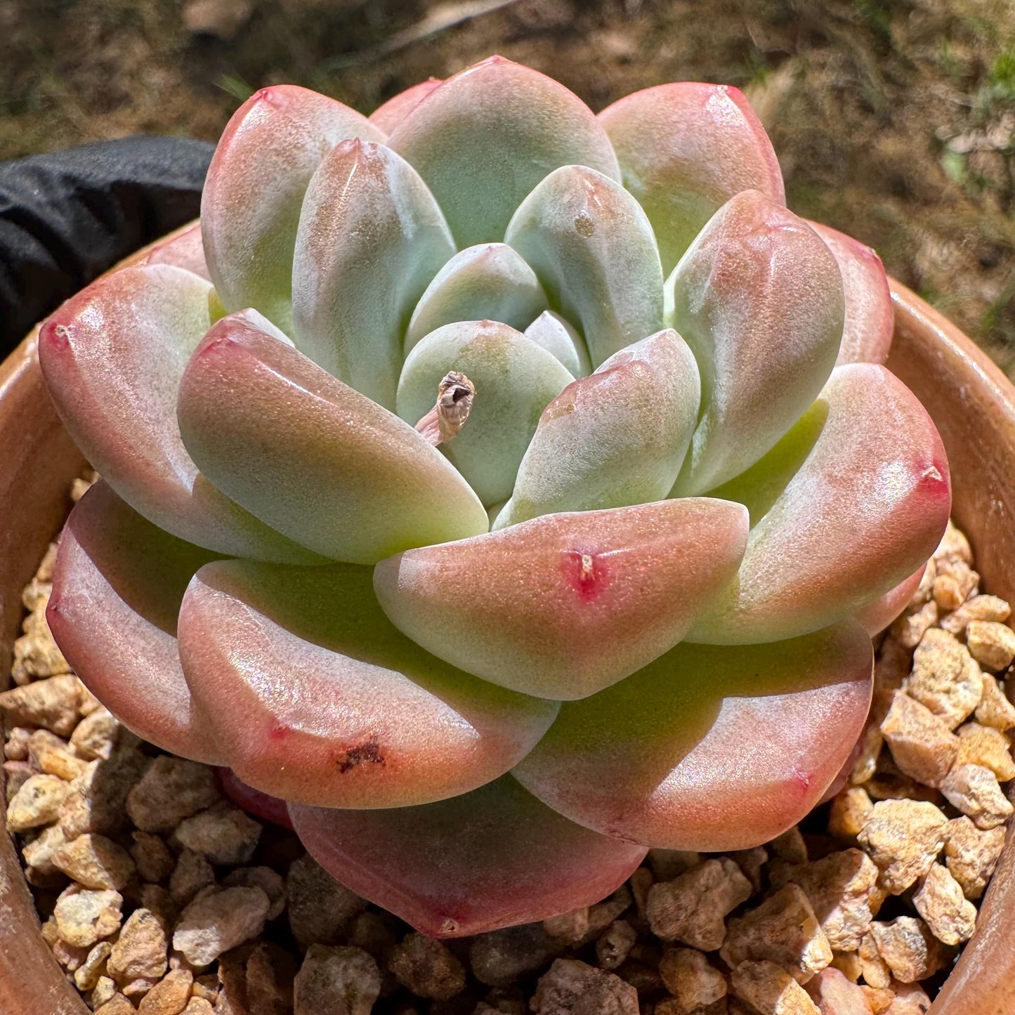 Rare succulents plants, Echeveria Korean cream ' Ice Green', 2.1inches