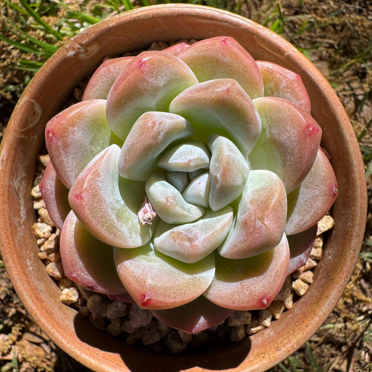Rare succulents plants, Echeveria Korean cream ' Ice Green', 2.1inches