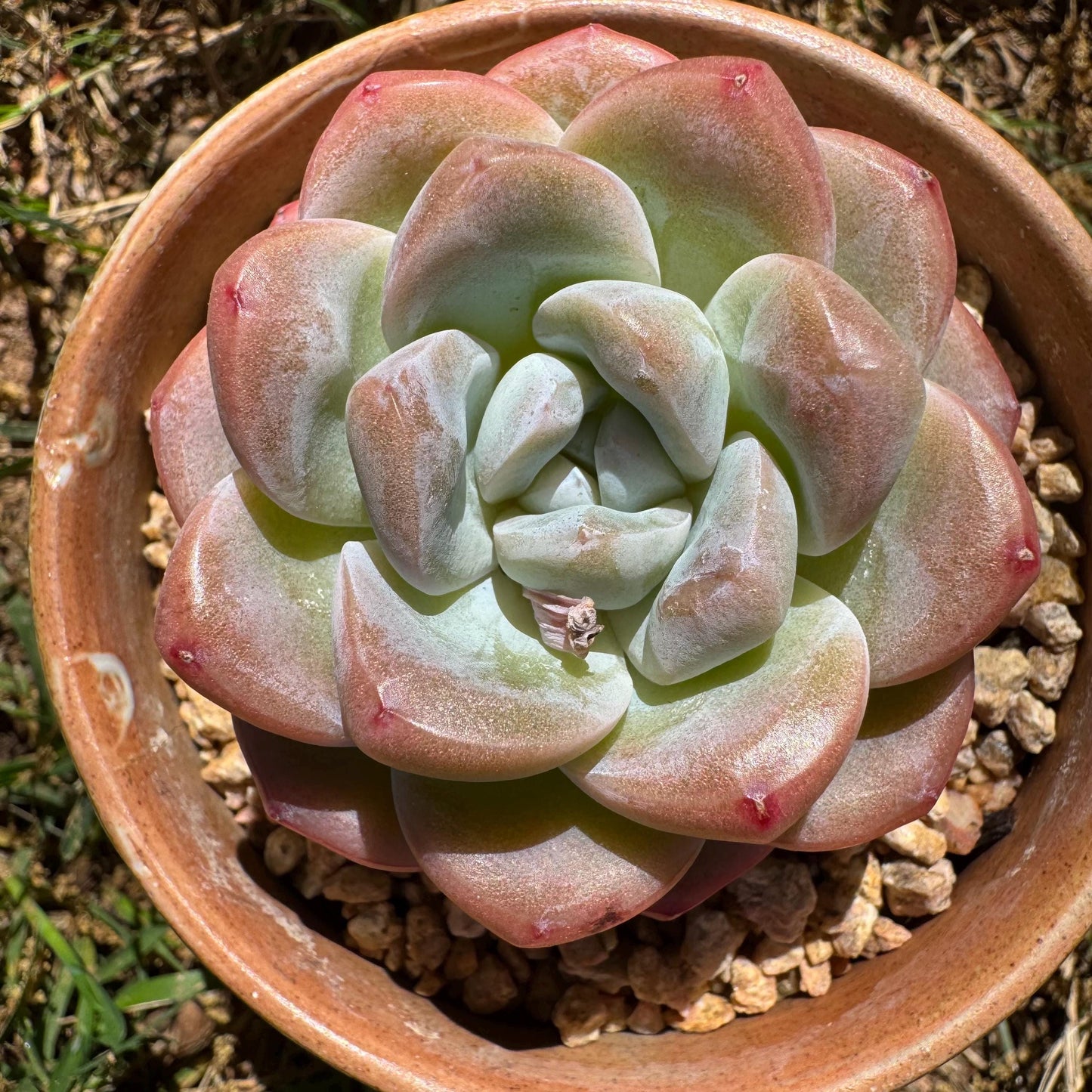 Rare succulents plants, Echeveria Korean cream ' Ice Green', 2.1inches