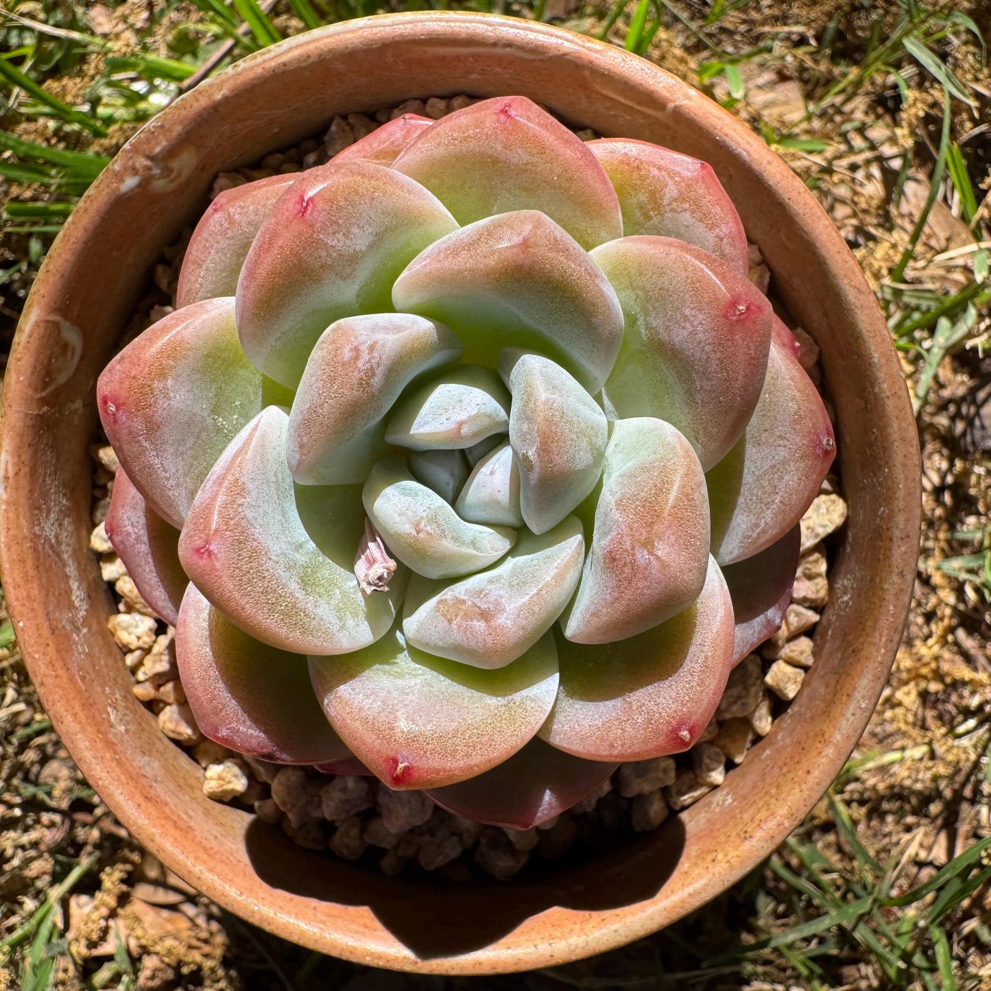 Rare succulents plants, Echeveria Korean cream ' Ice Green', 2.1inches