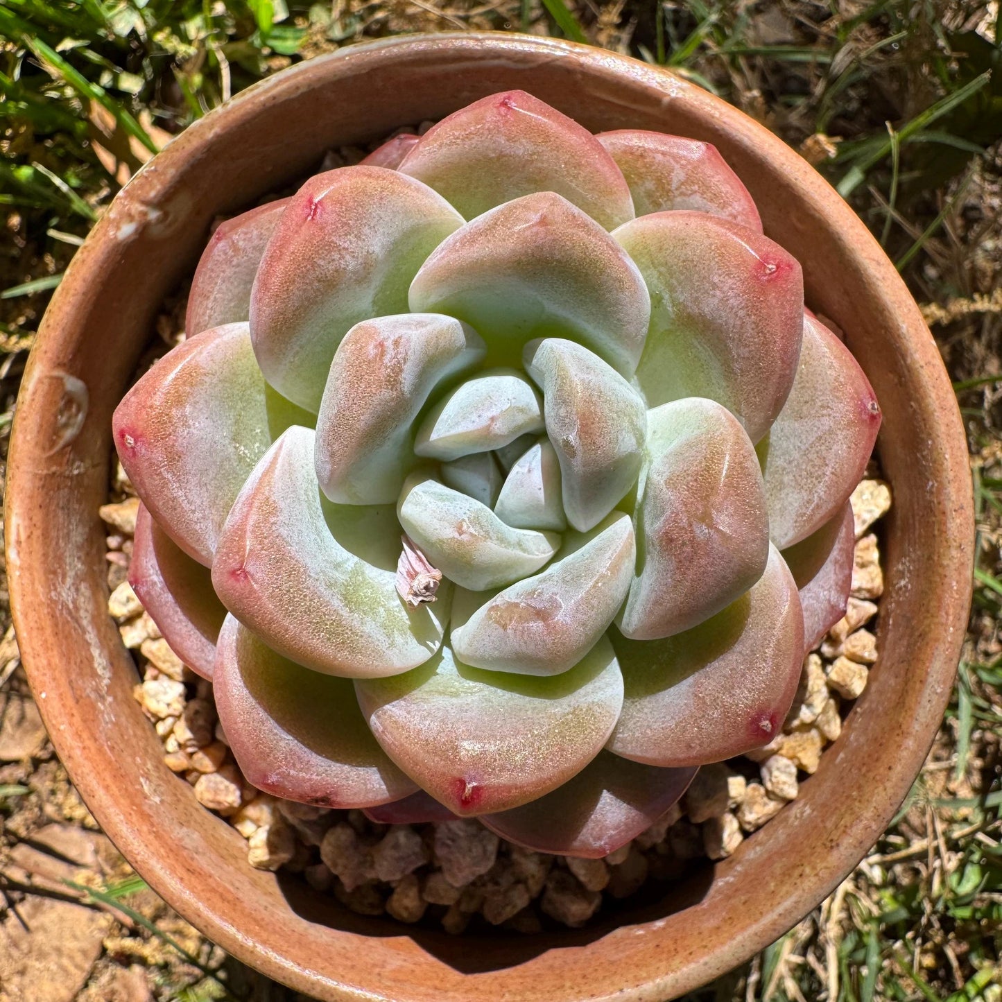 Rare succulents plants, Echeveria Korean cream ' Ice Green', 2.1inches