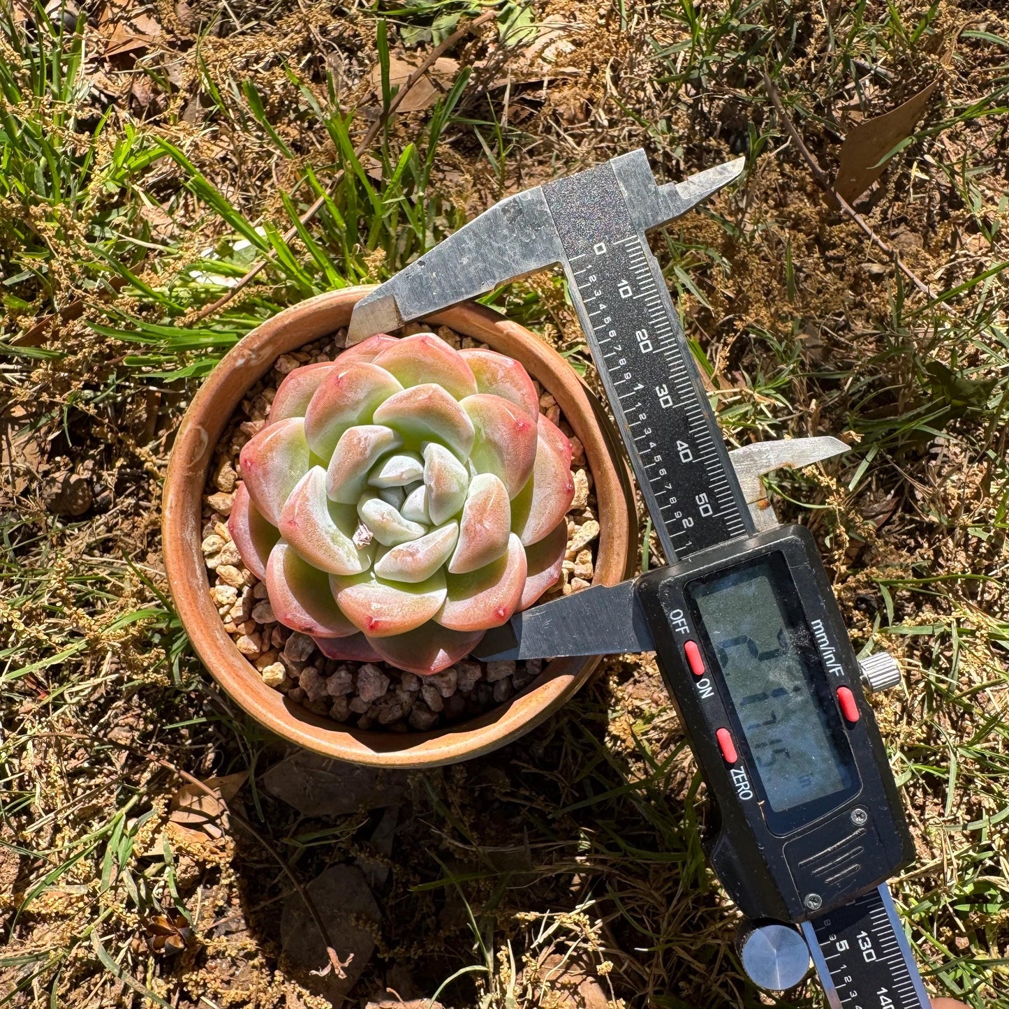Rare succulents plants, Echeveria Korean cream ' Ice Green', 2.1inches