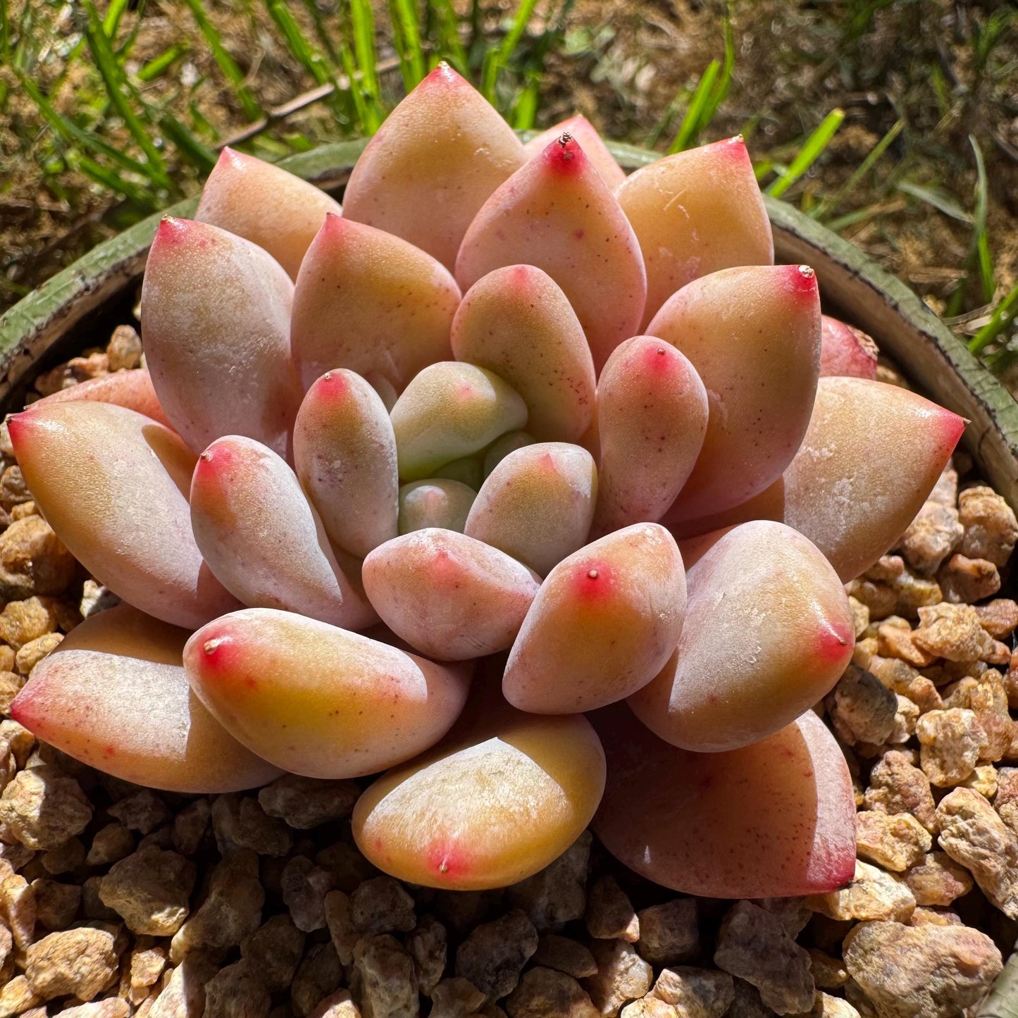 Rare succulents , Echeveria 'beauty summer' , 2.1inches