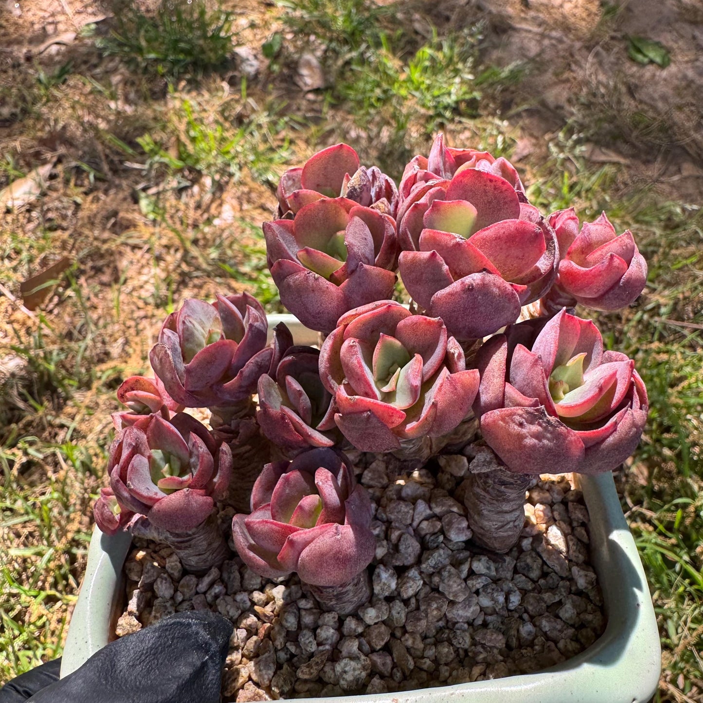 New succulents, Echeveria 'Suyon' cluster, 2.9inches