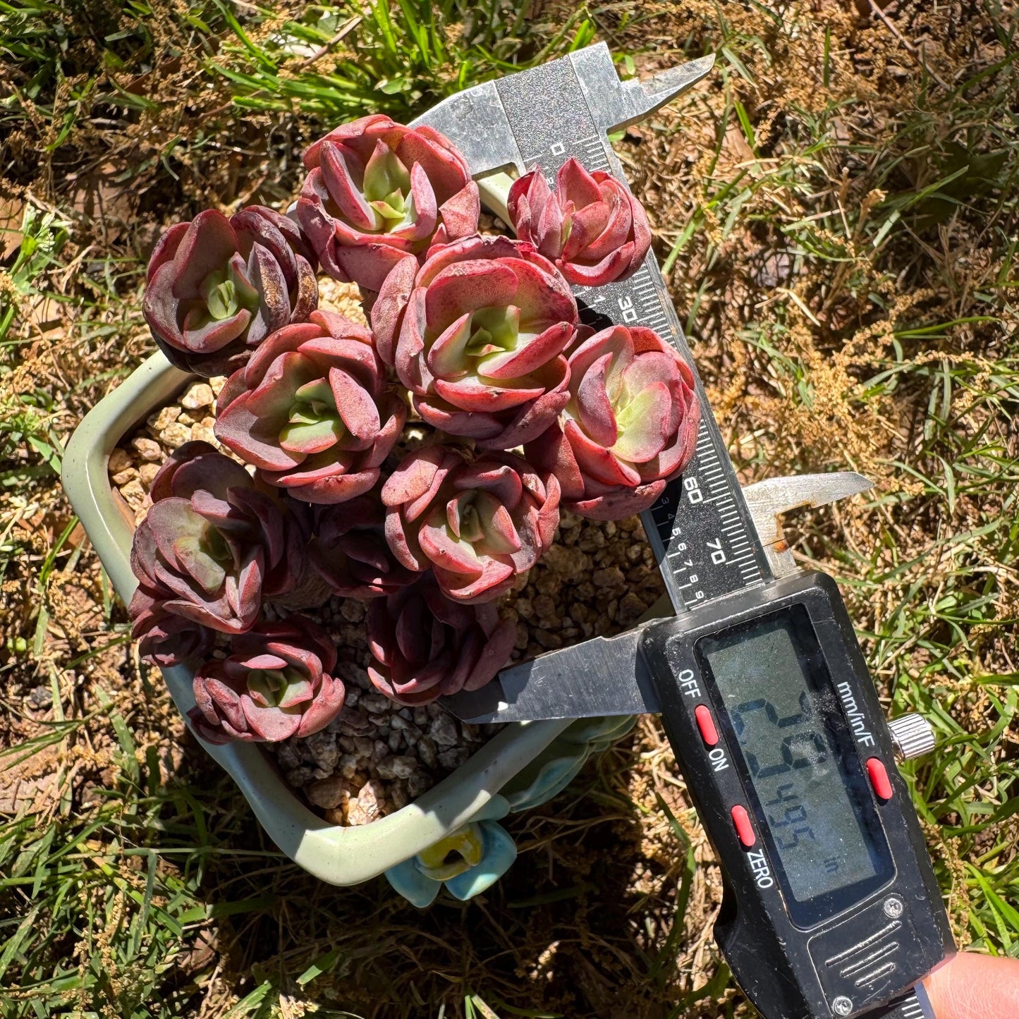 New succulents, Echeveria 'Suyon' cluster, 2.9inches