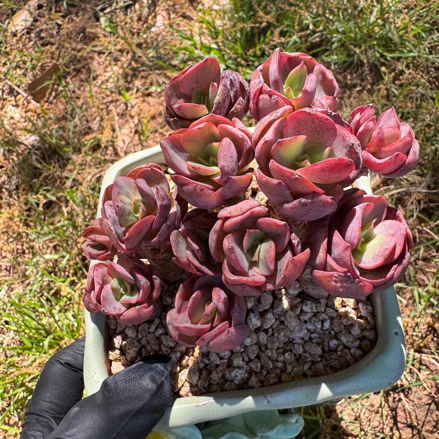 New succulents, Echeveria 'Suyon' cluster, 2.9inches
