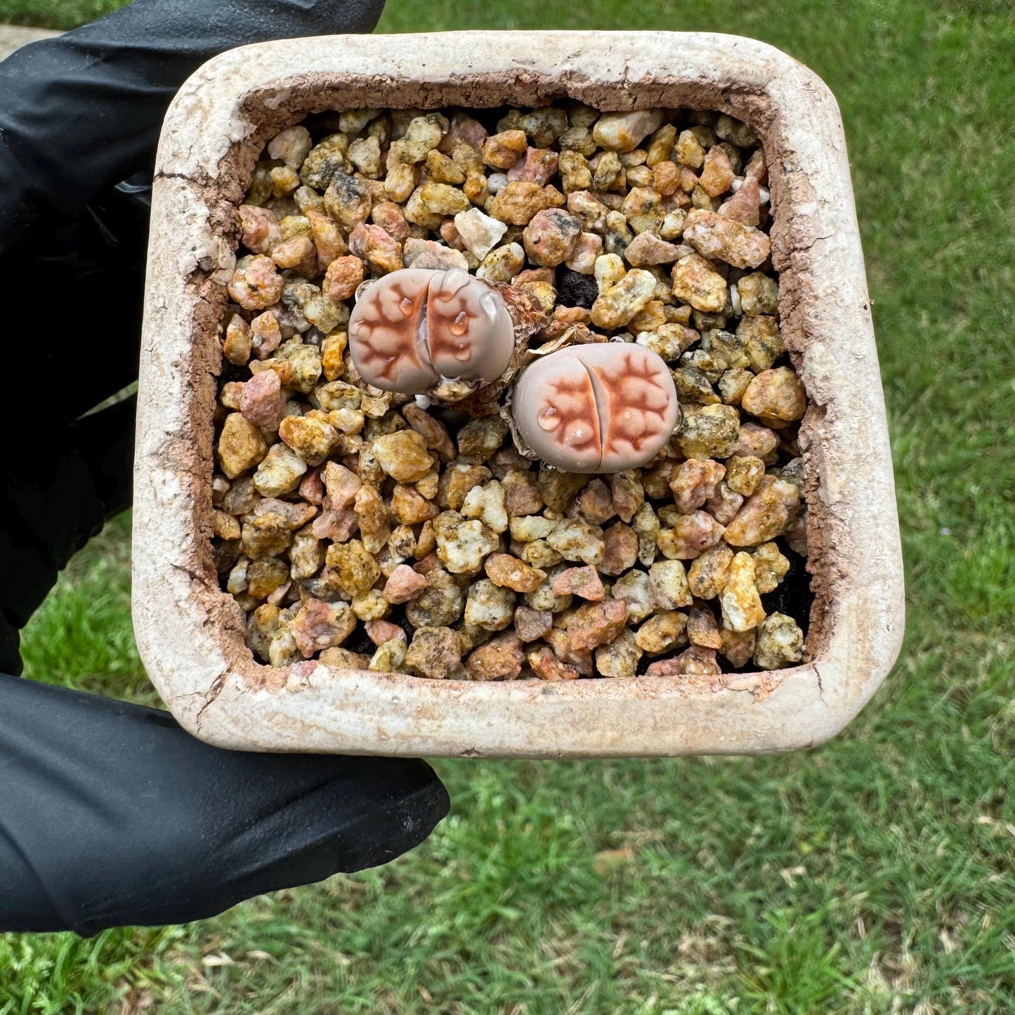 Rare succulents, 'Lithops' ,2heads, 1.1inches