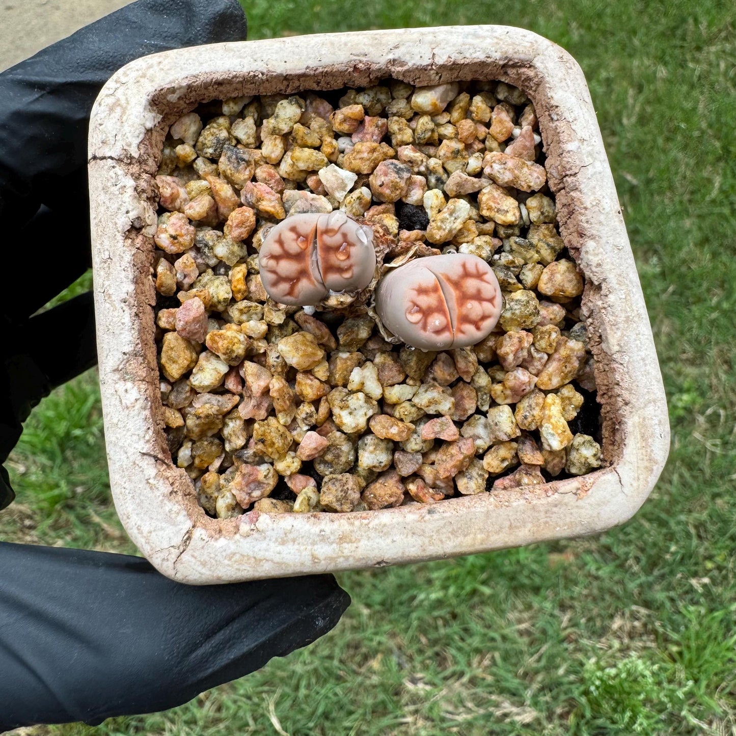 Rare succulents, 'Lithops' ,2heads, 1.1inches