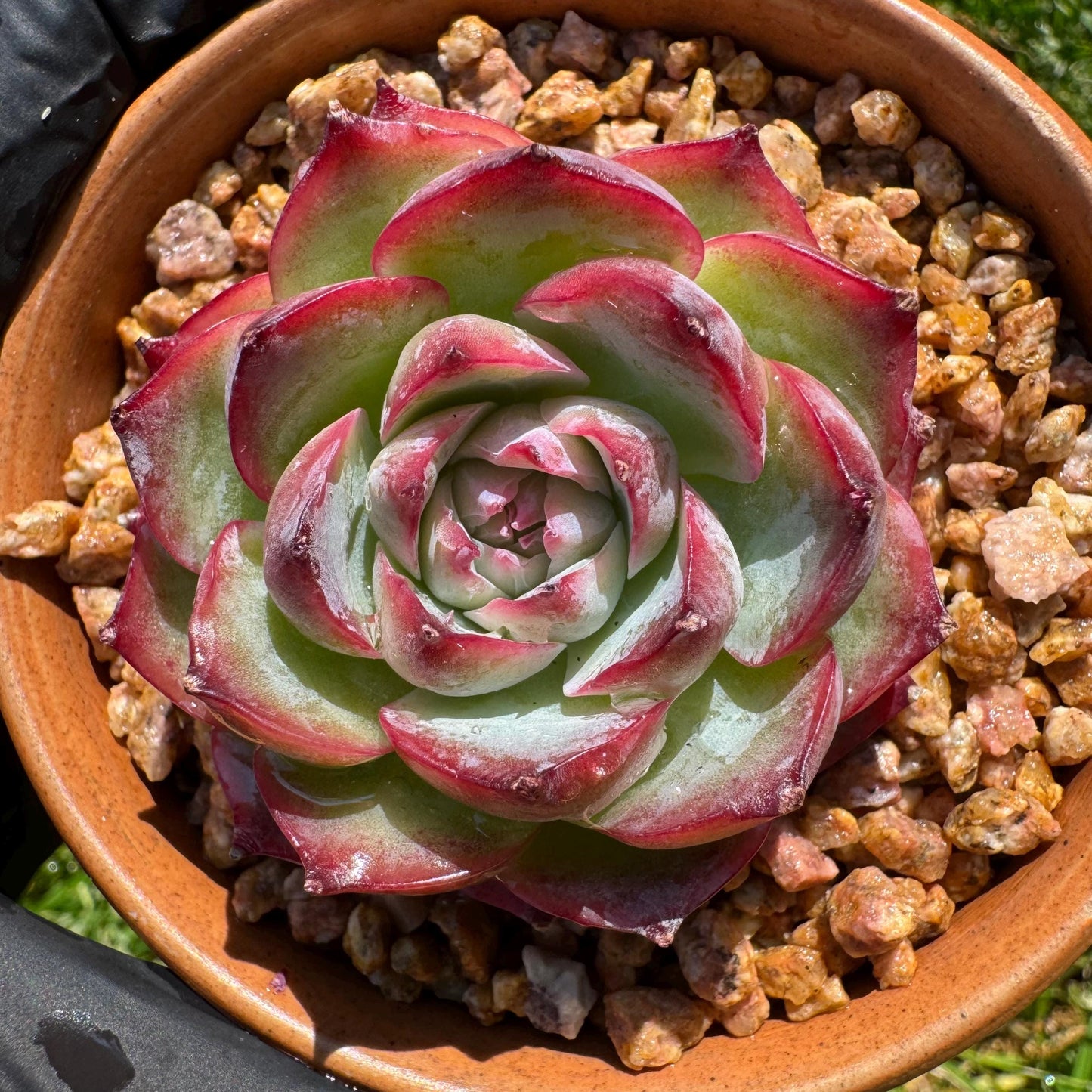 New succulents, Echeveria 'France Rose ', 2.1inches