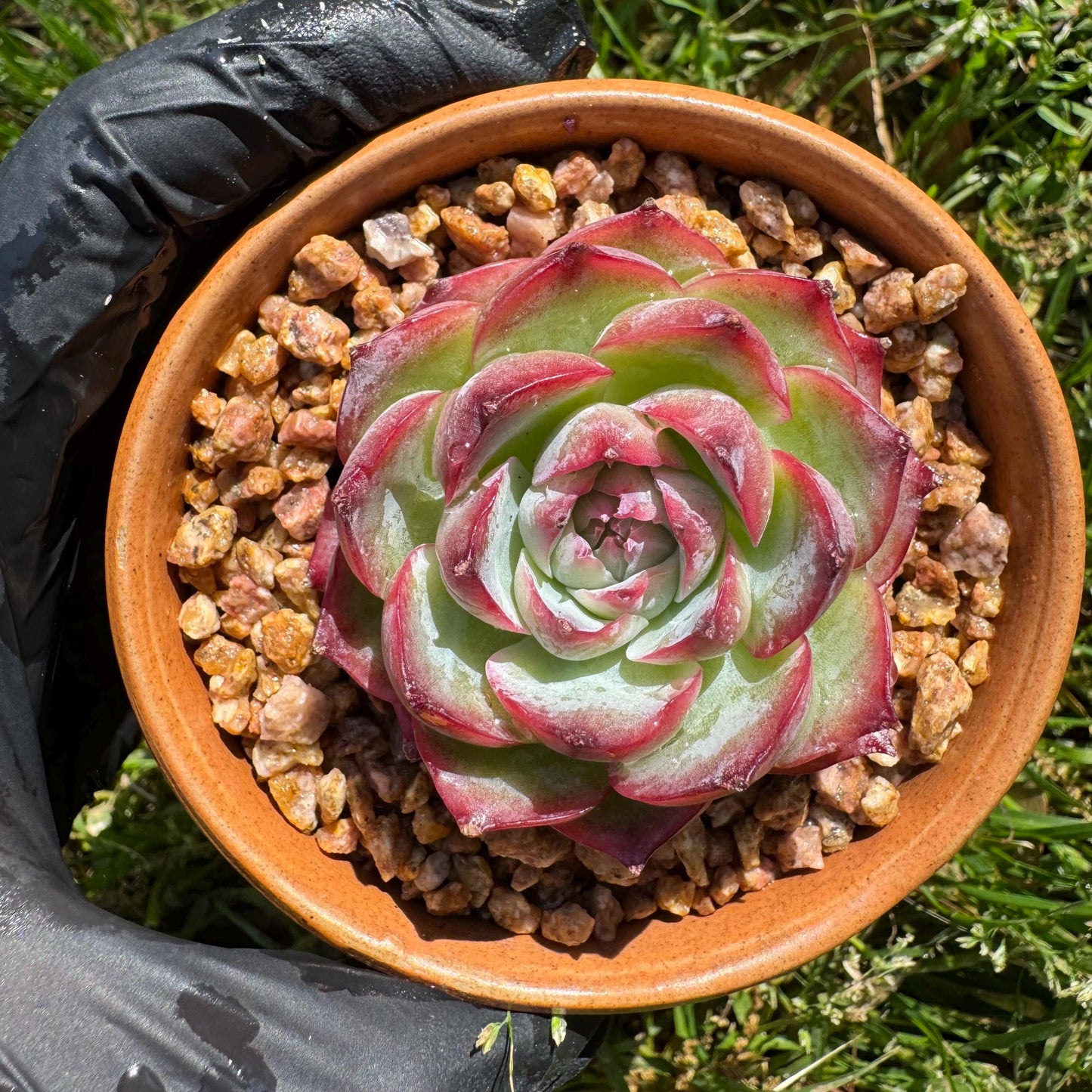 New succulents, Echeveria 'France Rose ', 2.1inches