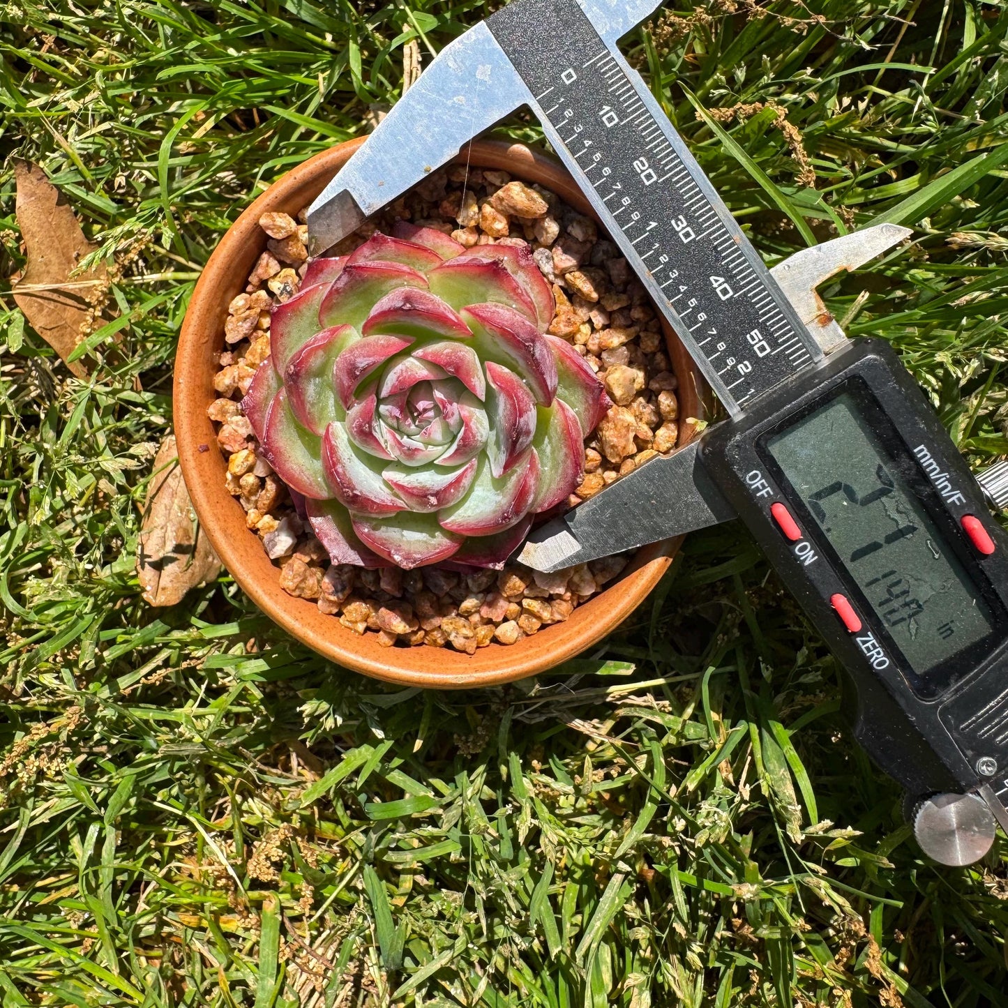 New succulents, Echeveria 'France Rose ', 2.1inches