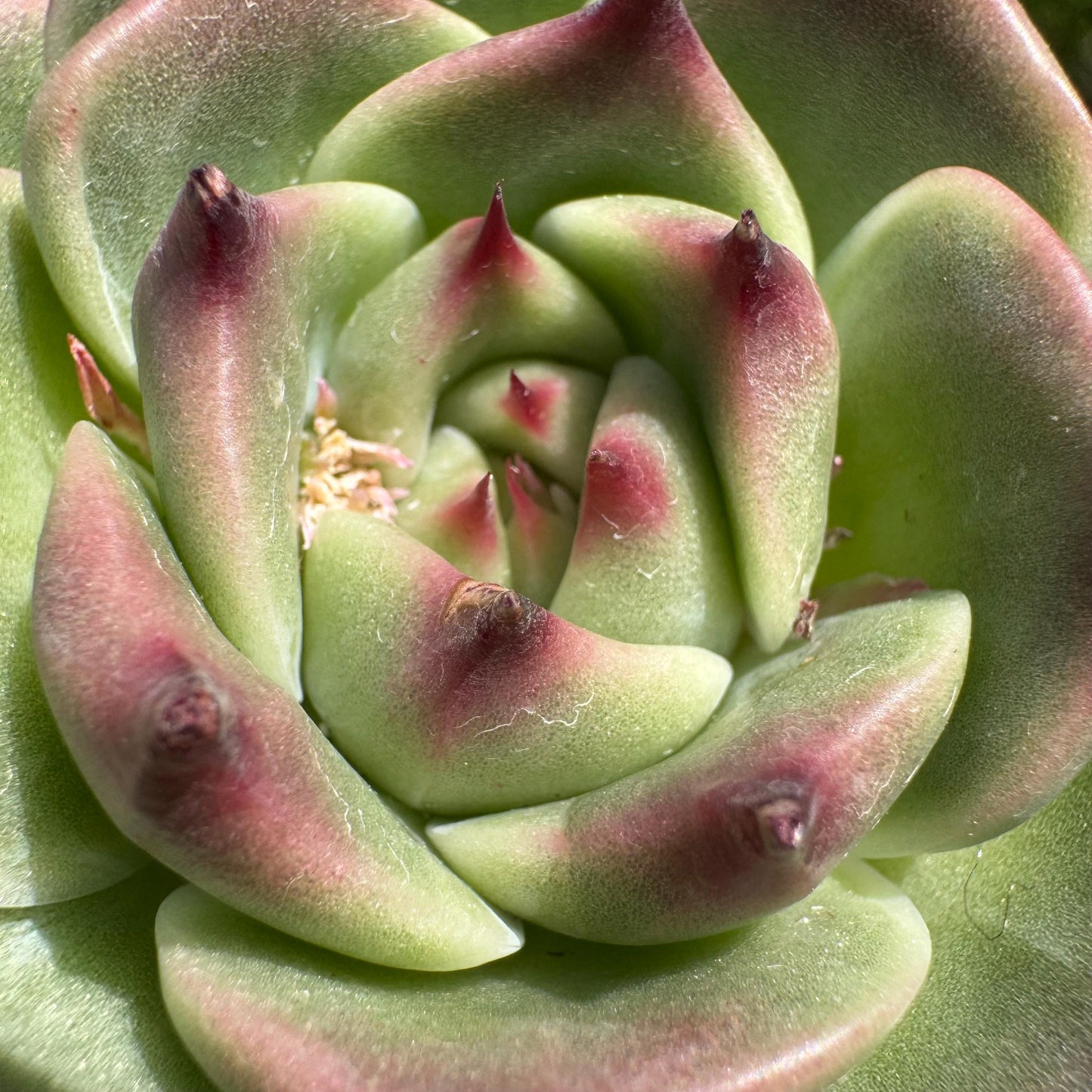New succulents plants, Echeveria 'Blue Dragon hybrid ' , 1head with a baby, 2.7inches