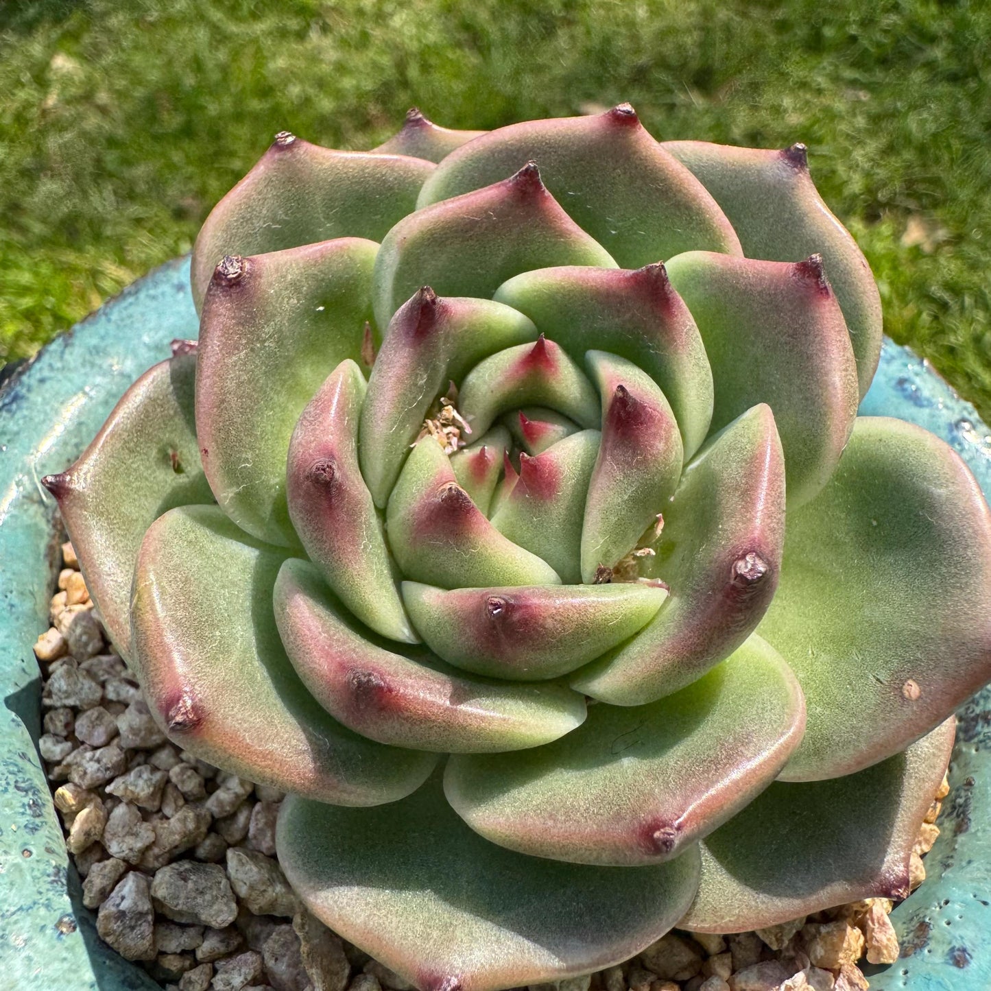 New succulents plants, Echeveria 'Blue Dragon hybrid ' , 1head with a baby, 2.7inches