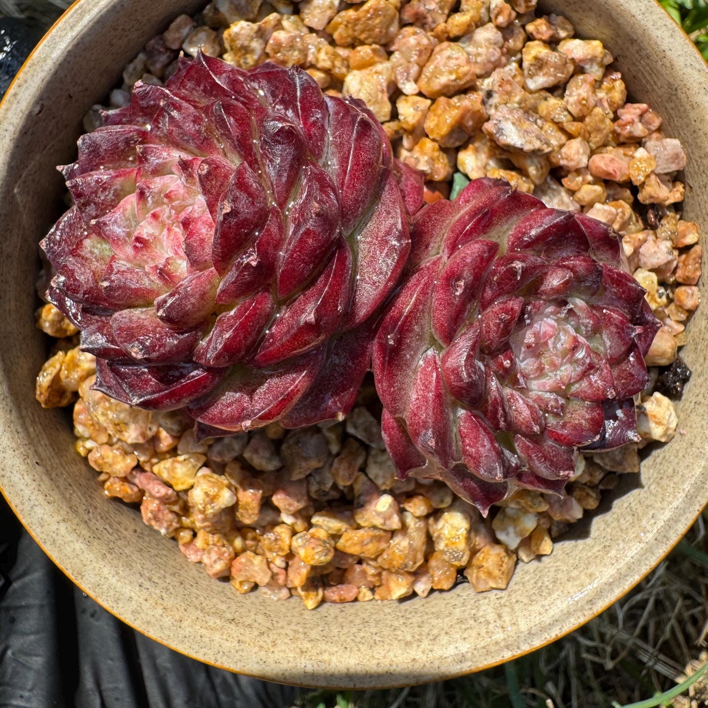New succulents, Echeveria 'Red Velvet', 2.3inches