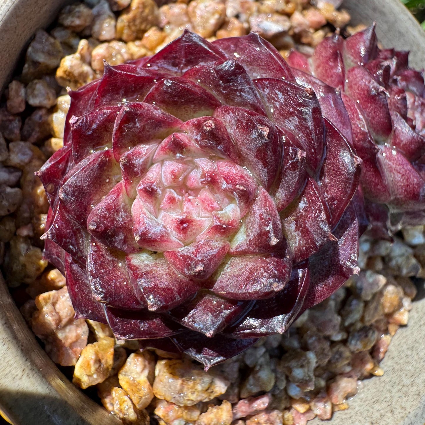 New succulents, Echeveria 'Red Velvet', 2.3inches