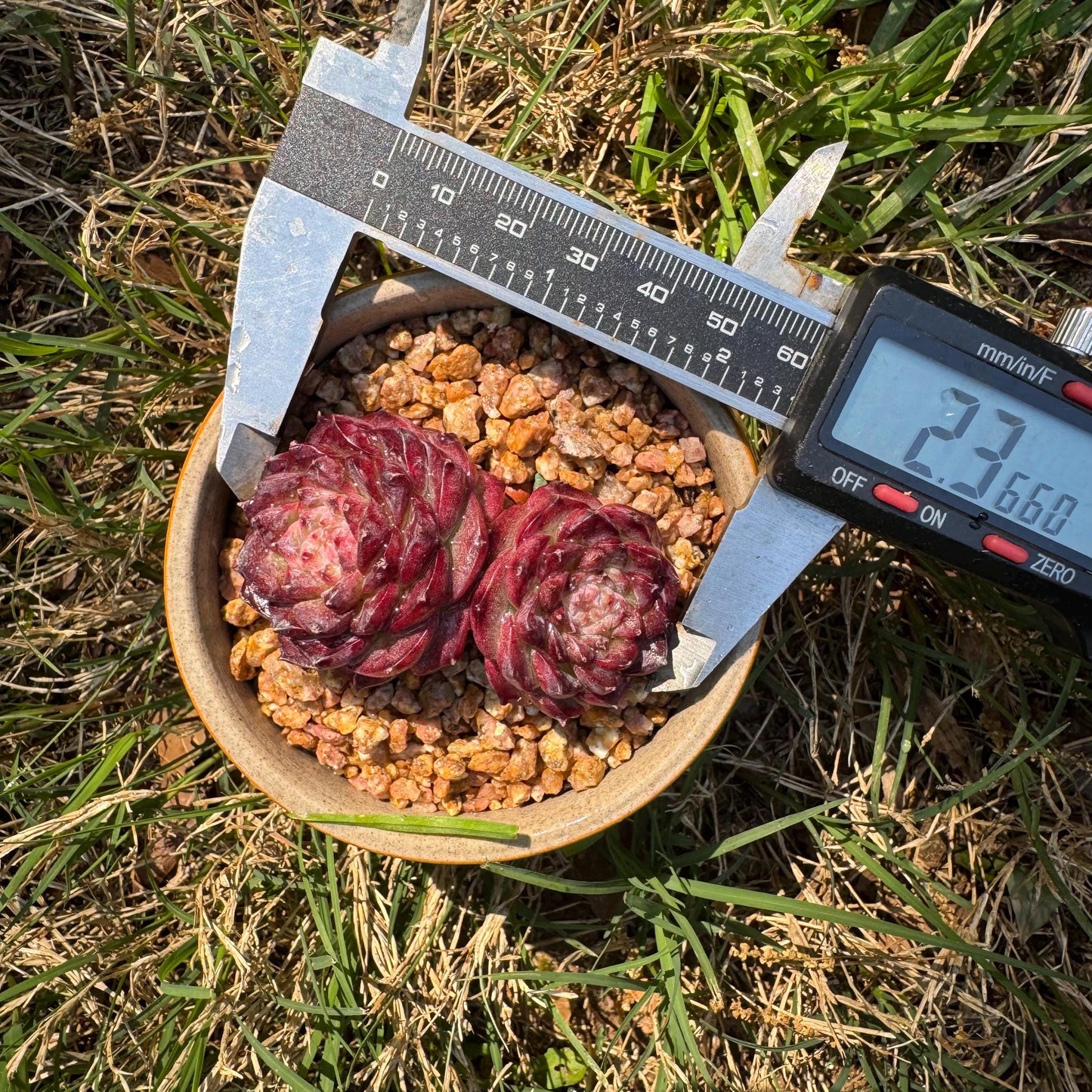 New succulents, Echeveria 'Red Velvet', 2.3inches