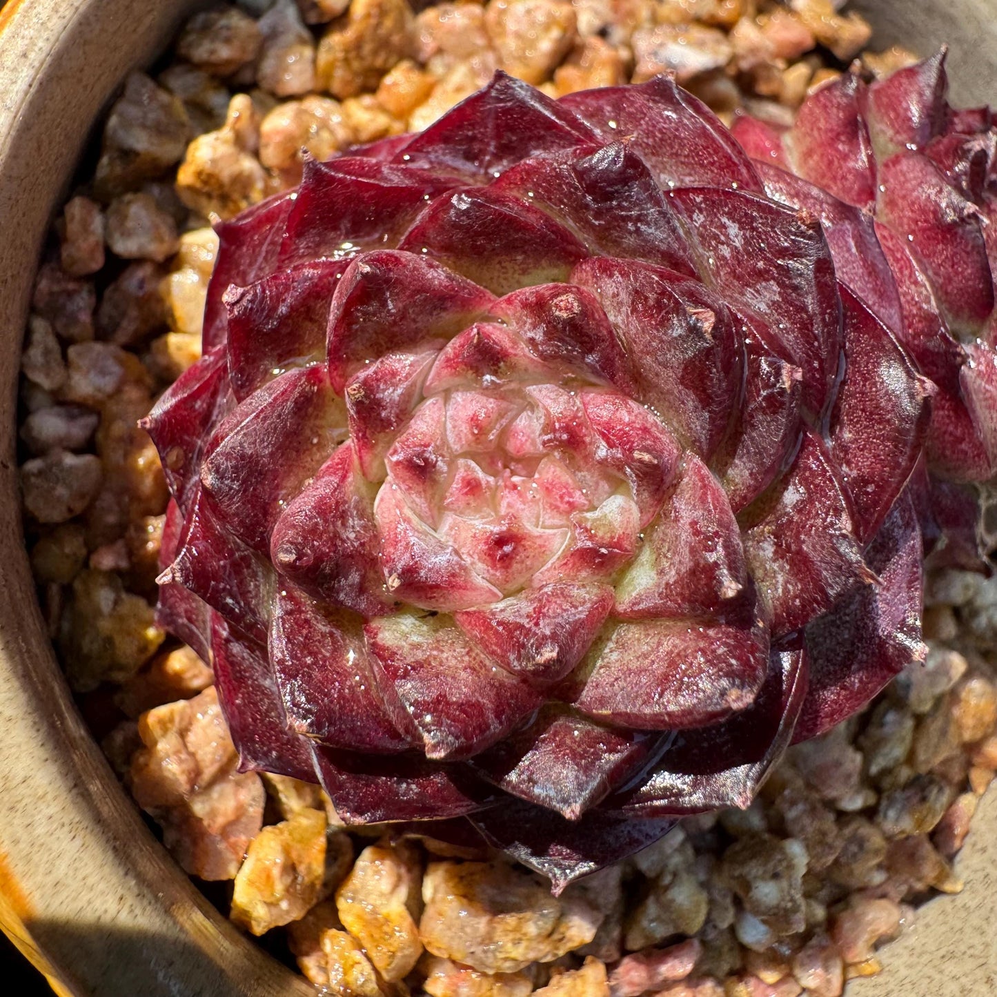 New succulents, Echeveria 'Red Velvet', 2.3inches