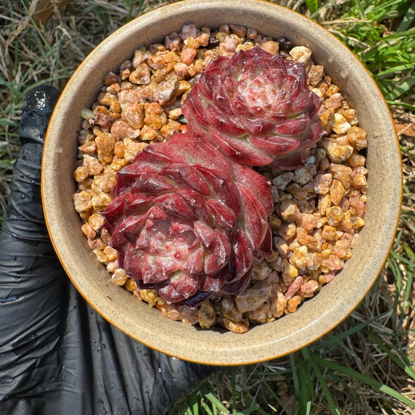 New succulents, Echeveria 'Red Velvet', 2.3inches