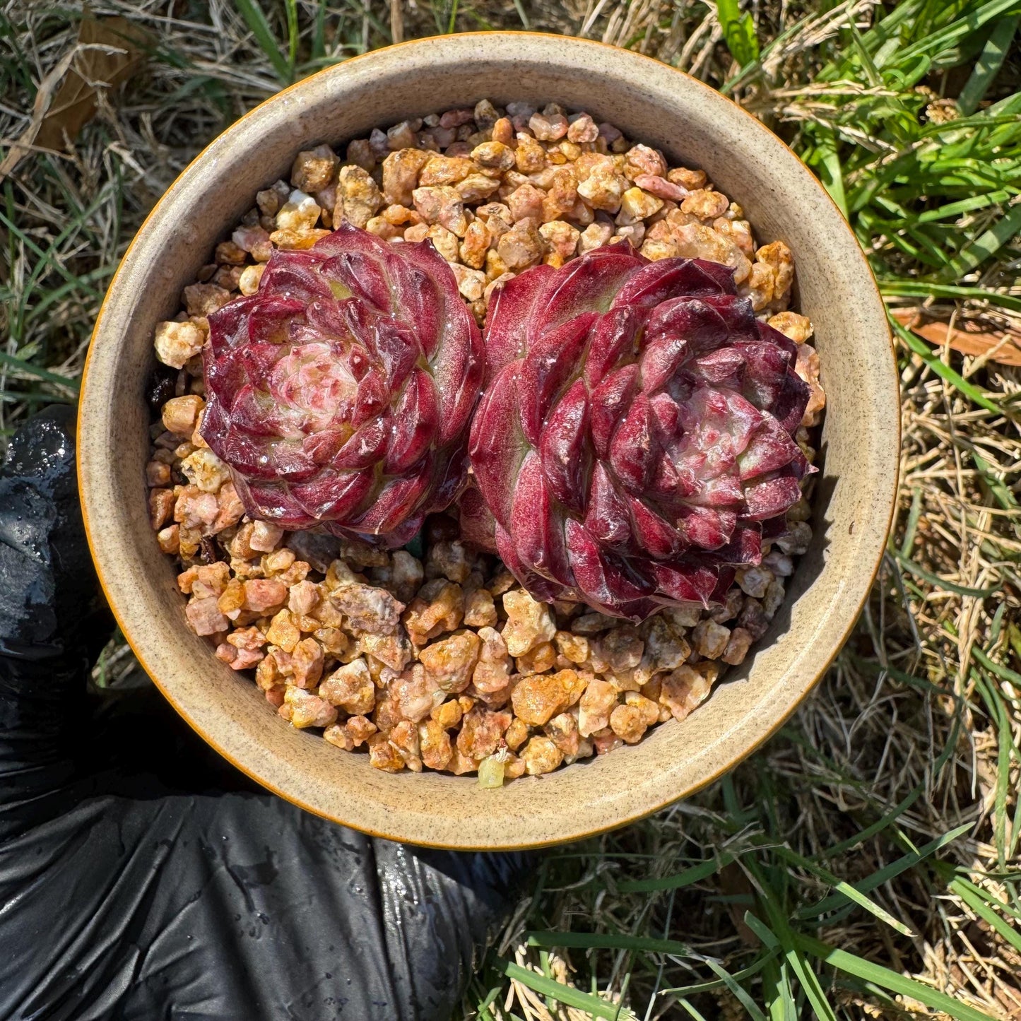 New succulents, Echeveria 'Red Velvet', 2.3inches