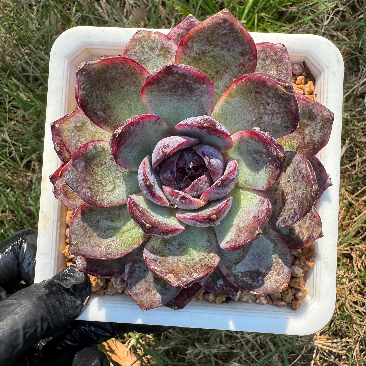 New rare succulents , Echeveri 'blueberry’ , 3.5inches