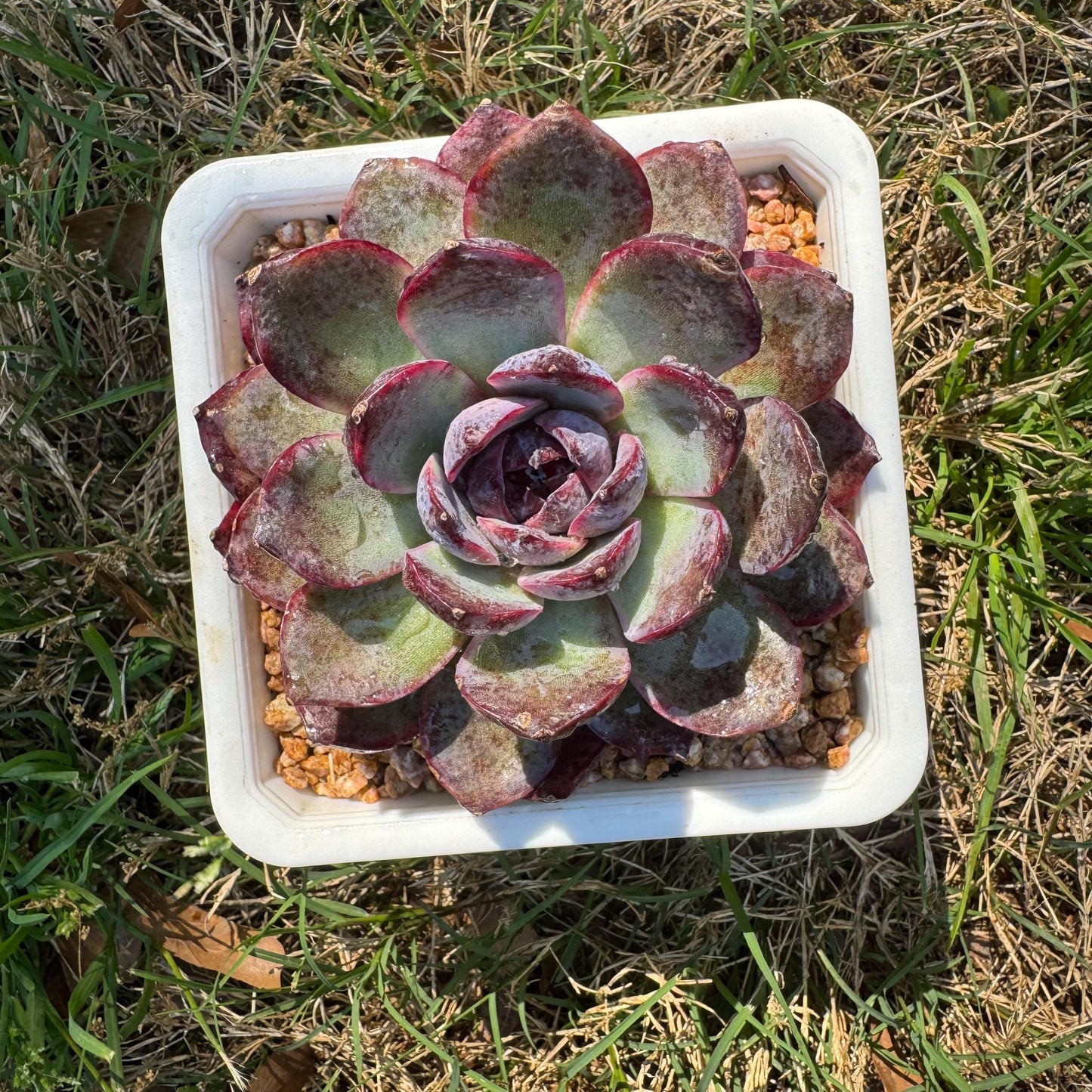 New rare succulents , Echeveri 'blueberry’ , 3.5inches