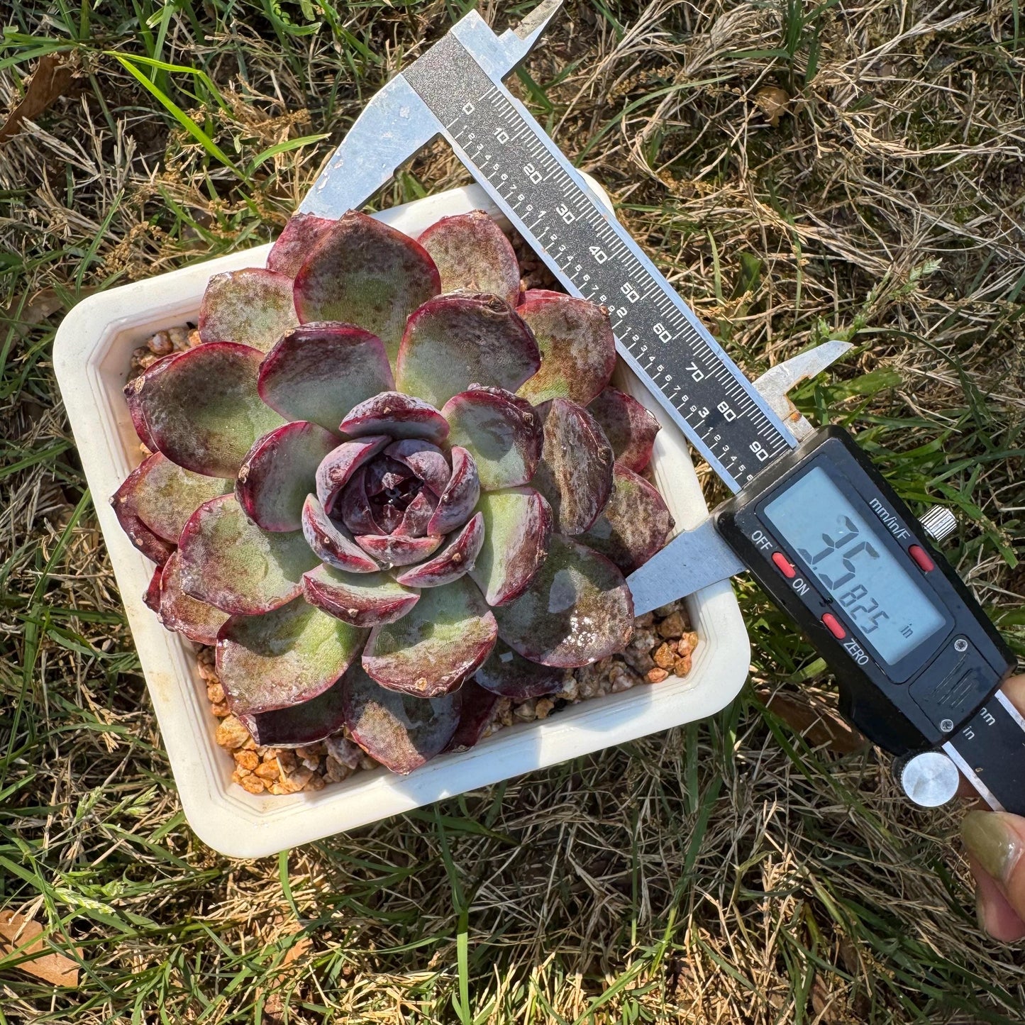New rare succulents , Echeveri 'blueberry’ , 3.5inches