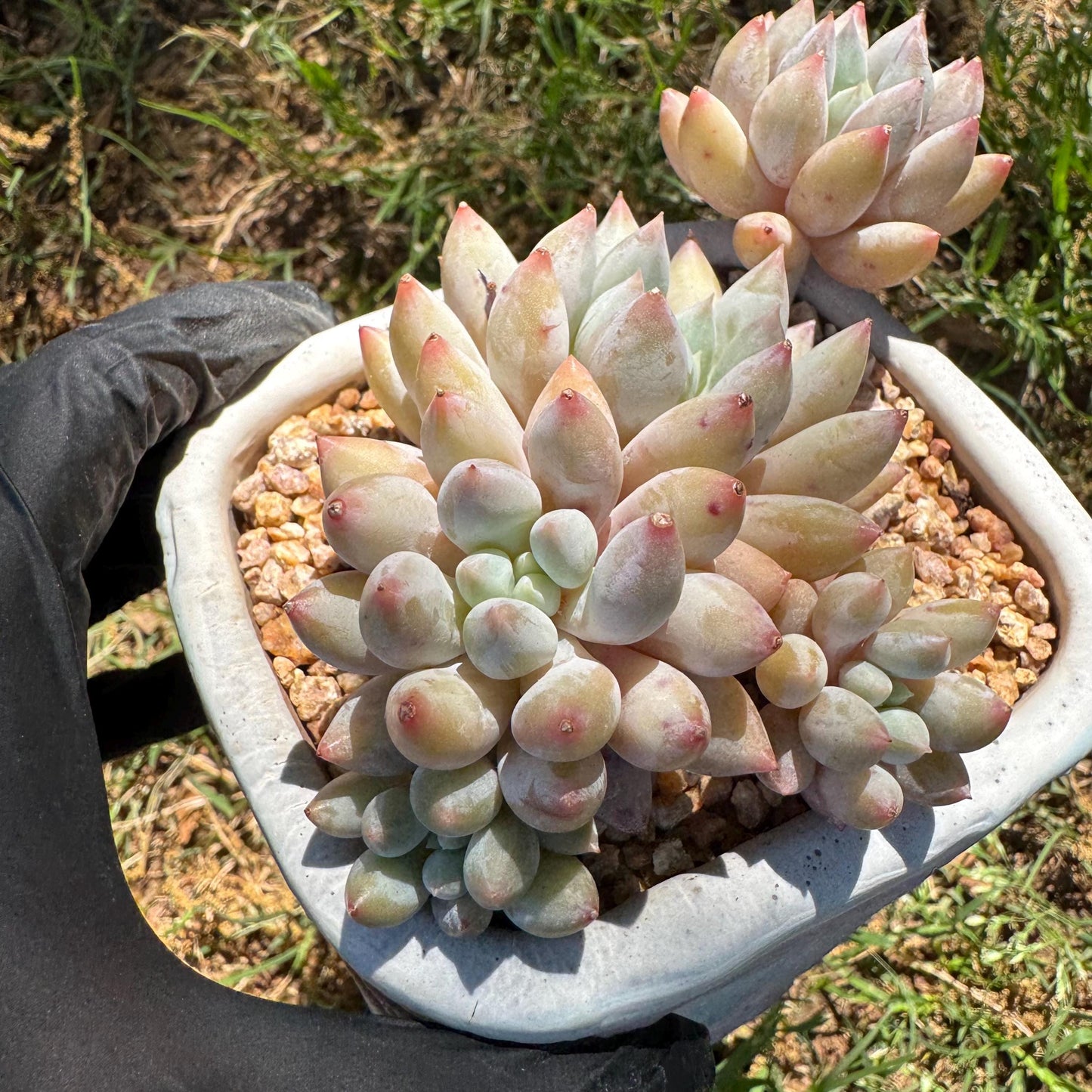 Rare succulents, Pachyveria' Angel's Finger' big cluster, 4.5inches