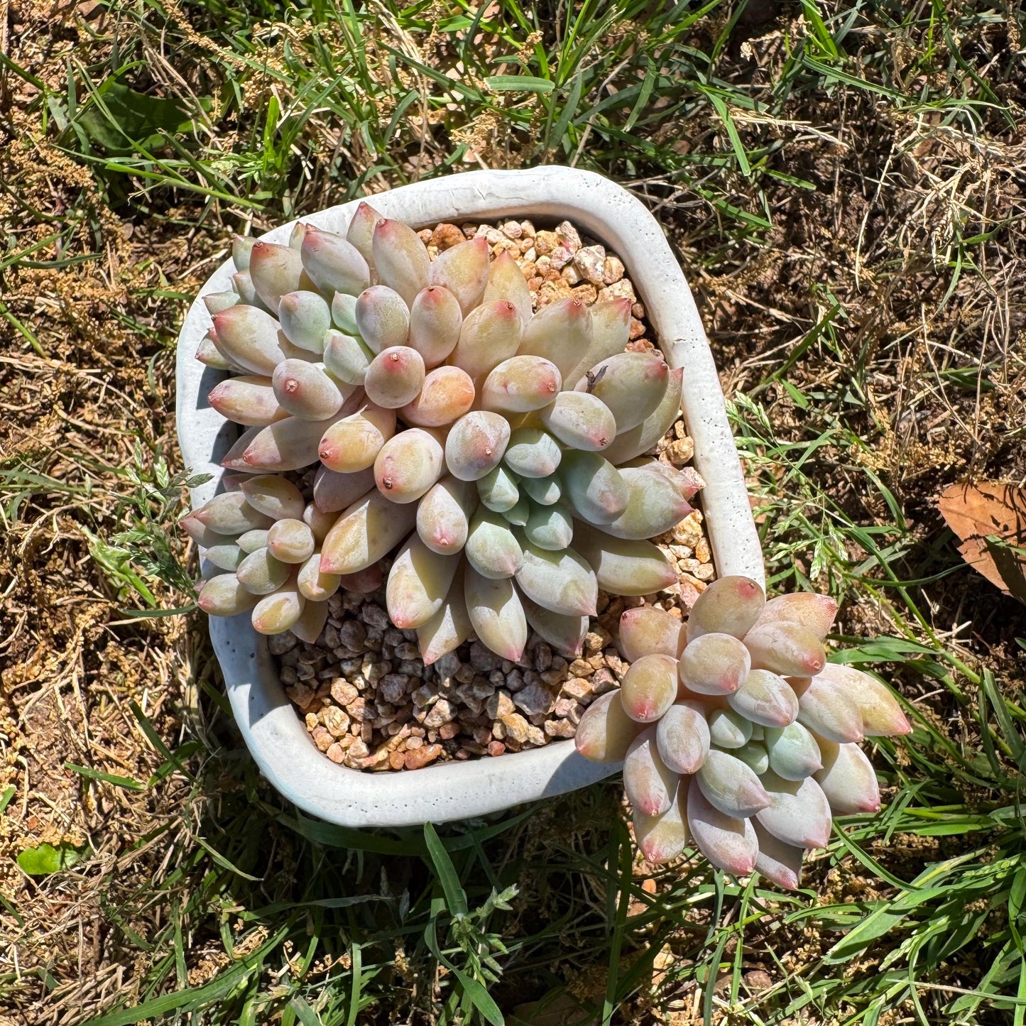 Rare succulents, Pachyveria' Angel's Finger' big cluster, 4.5inches