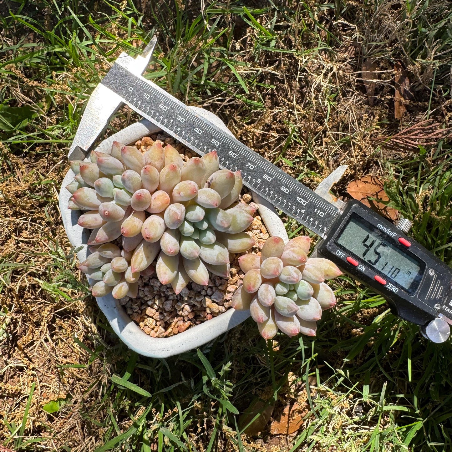 Rare succulents, Pachyveria' Angel's Finger' big cluster, 4.5inches