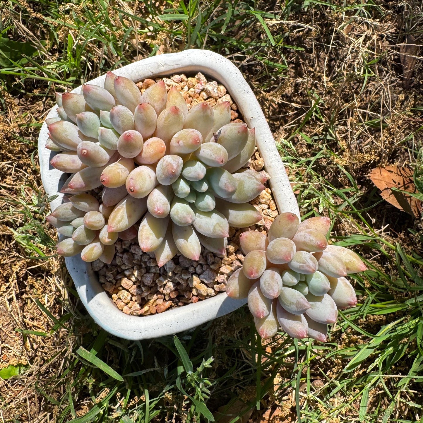 Rare succulents, Pachyveria' Angel's Finger' big cluster, 4.5inches