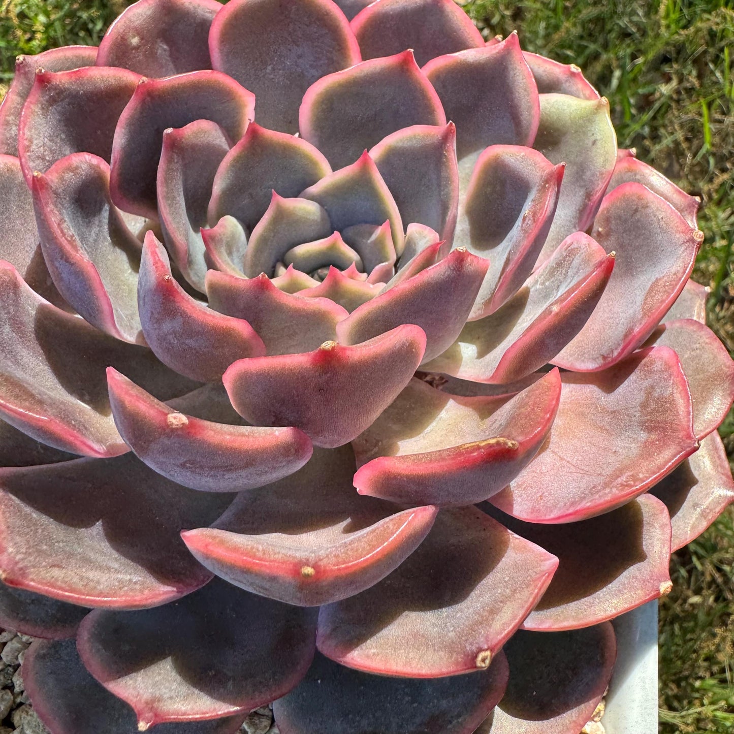 Succulents plants, Echeveria 'Dark ice ', 4.7inches