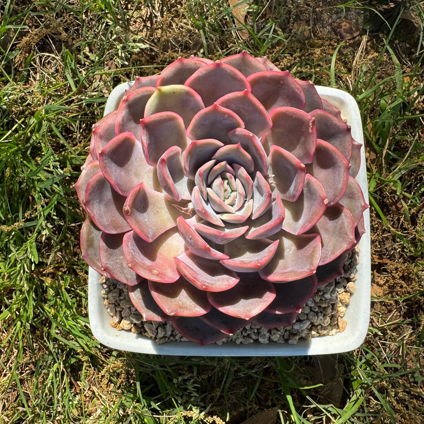 Succulents plants, Echeveria 'Dark ice ', 4.7inches