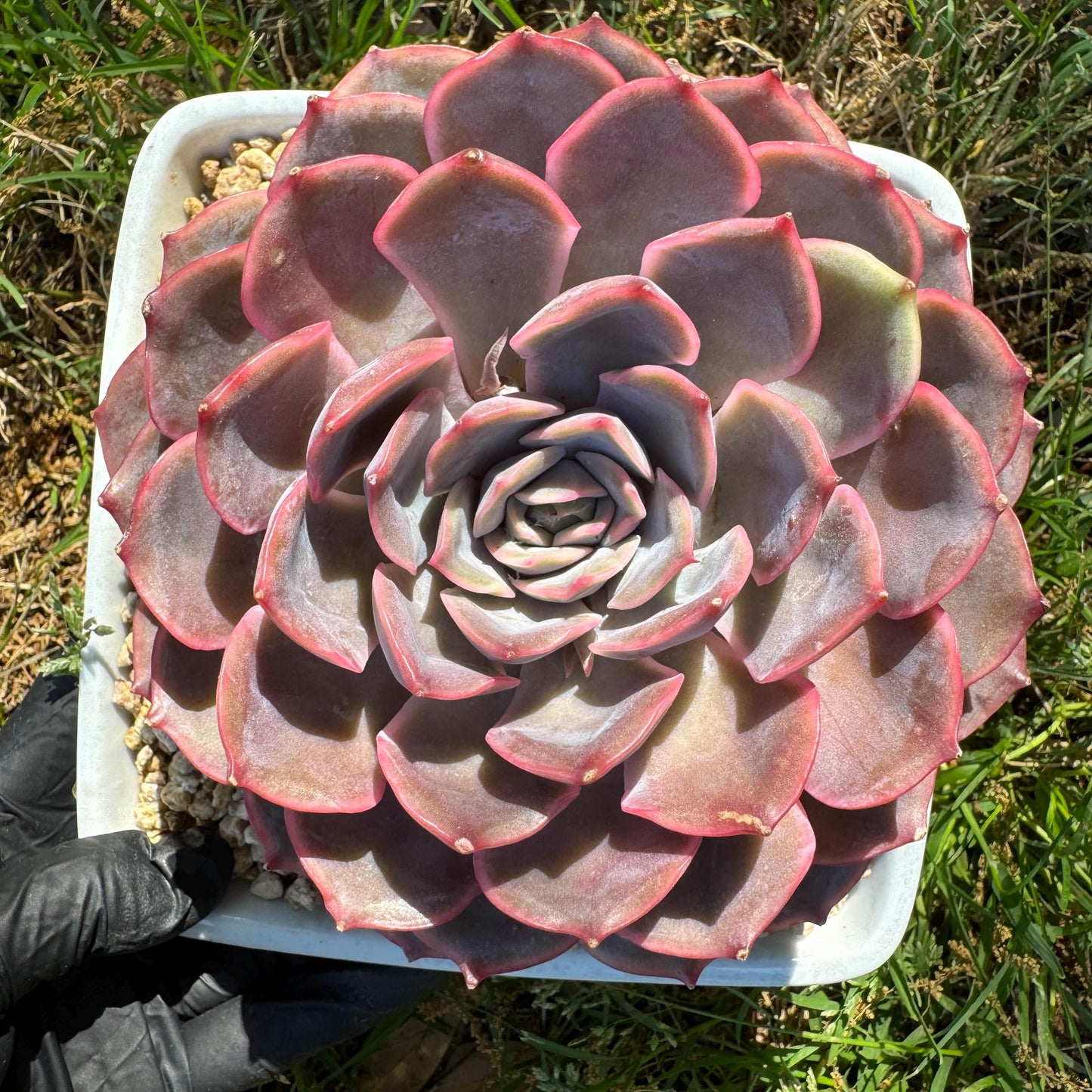 Succulents plants, Echeveria 'Dark ice ', 4.7inches