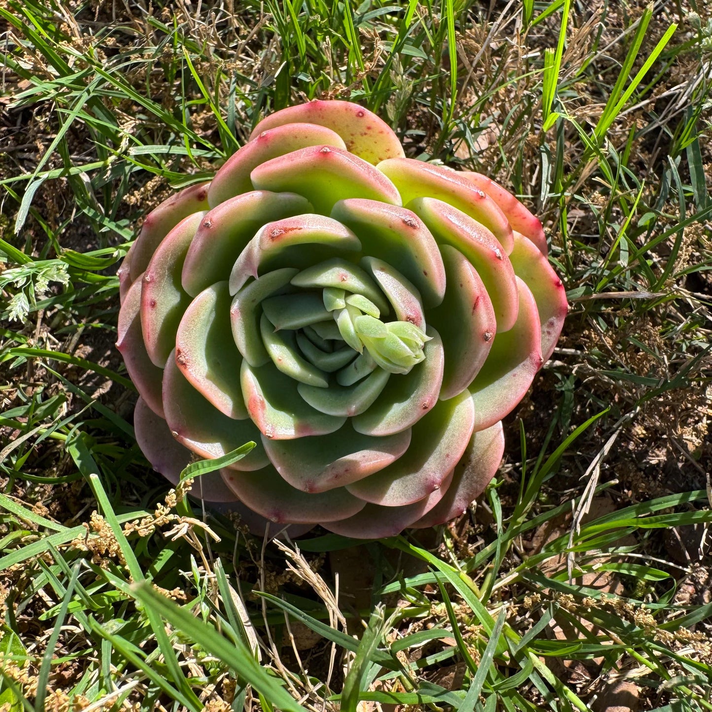 Rare succulents, Echeveria 'Peach Pride fairy' ,3.2inches