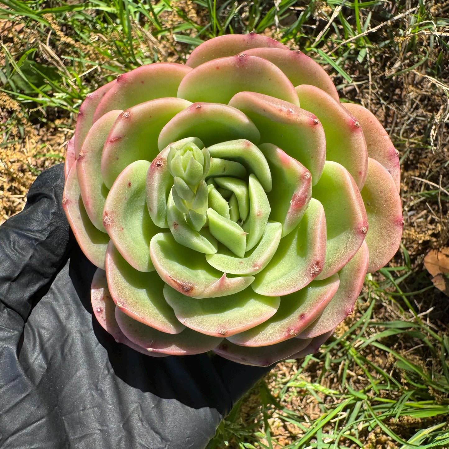 Rare succulents, Echeveria 'Peach Pride fairy' ,3.2inches