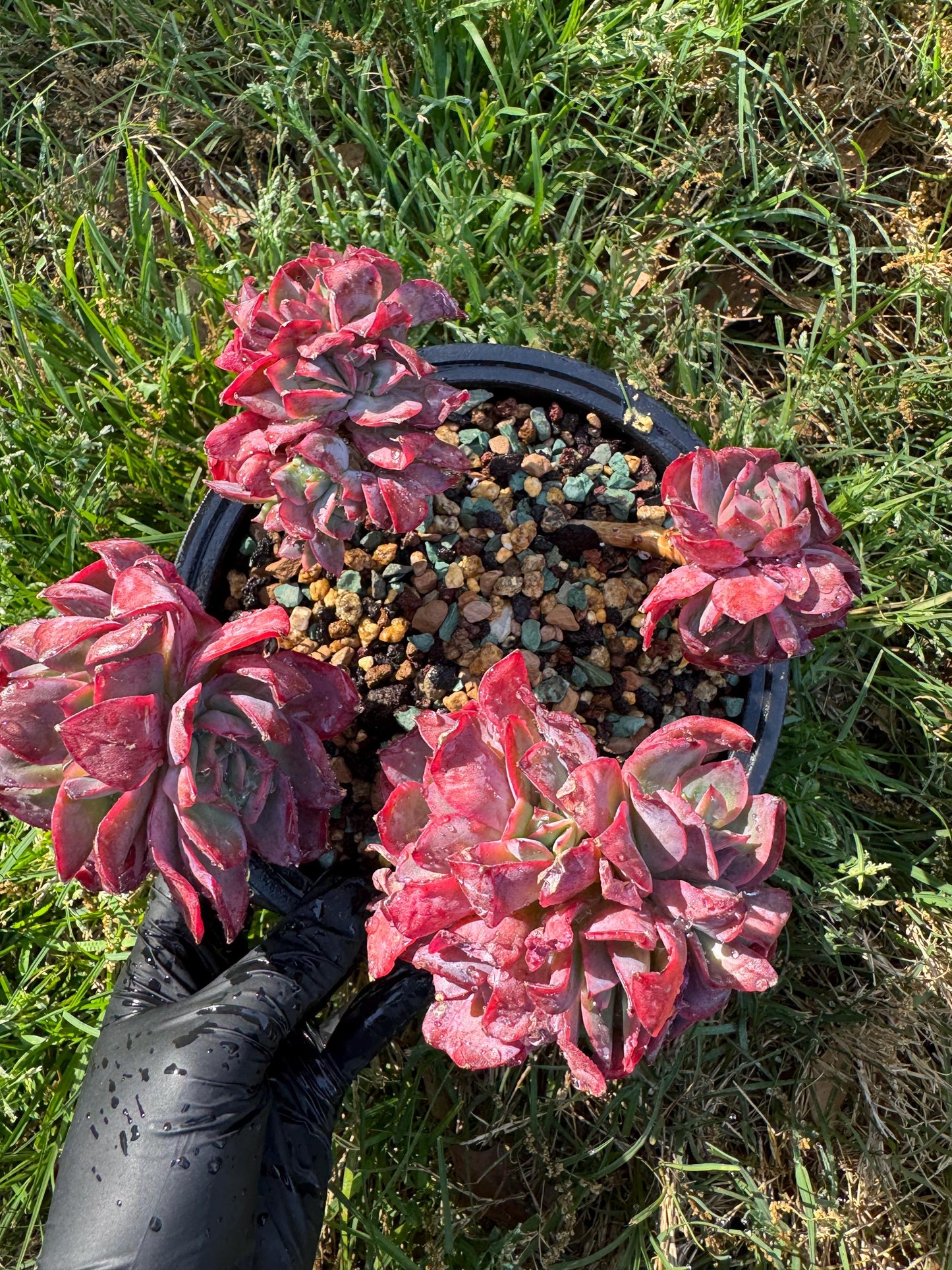 succulents plants, Echeveria 'Luella' cluster, 5inches