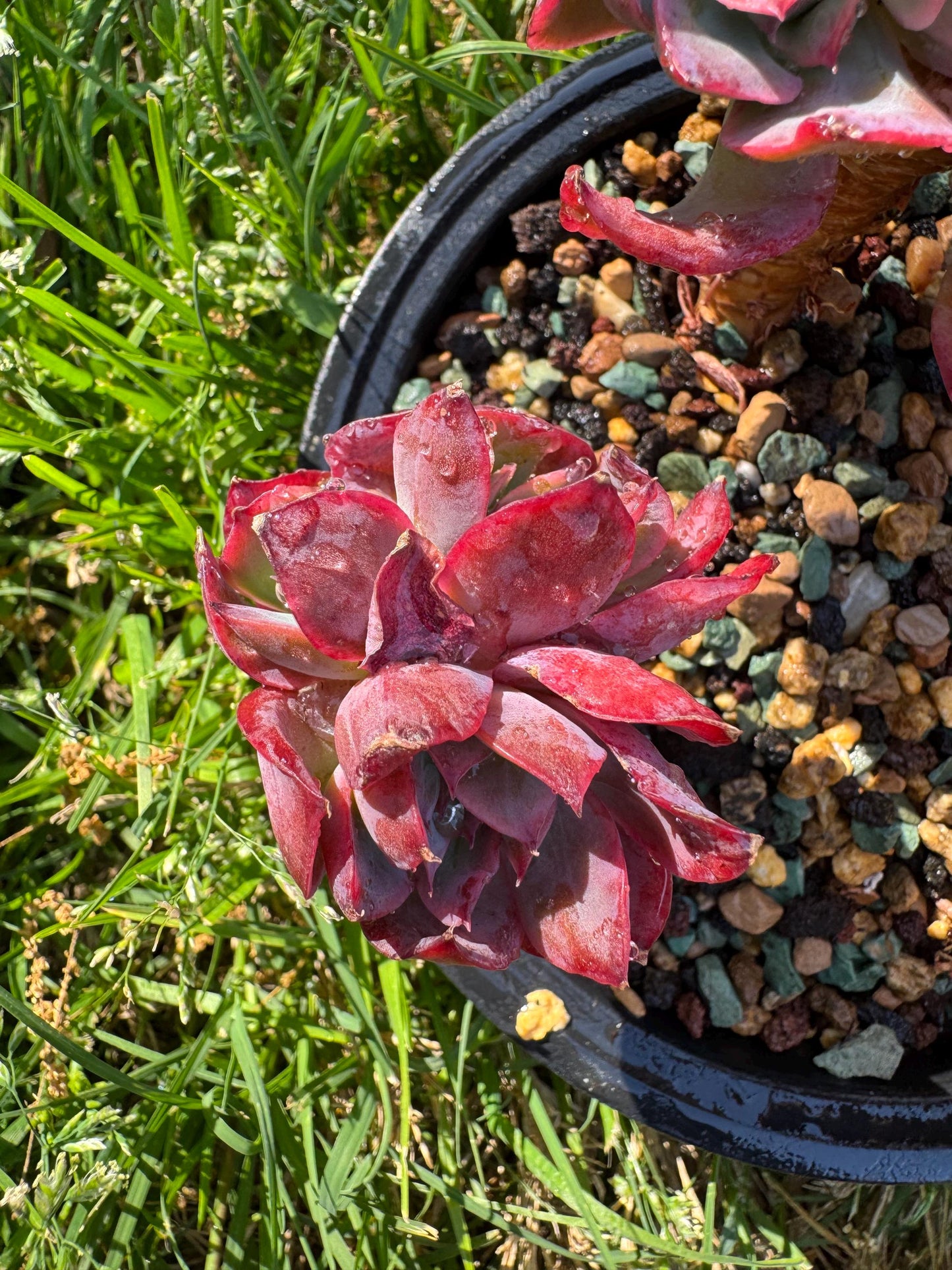 succulents plants, Echeveria 'Luella' cluster, 5inches