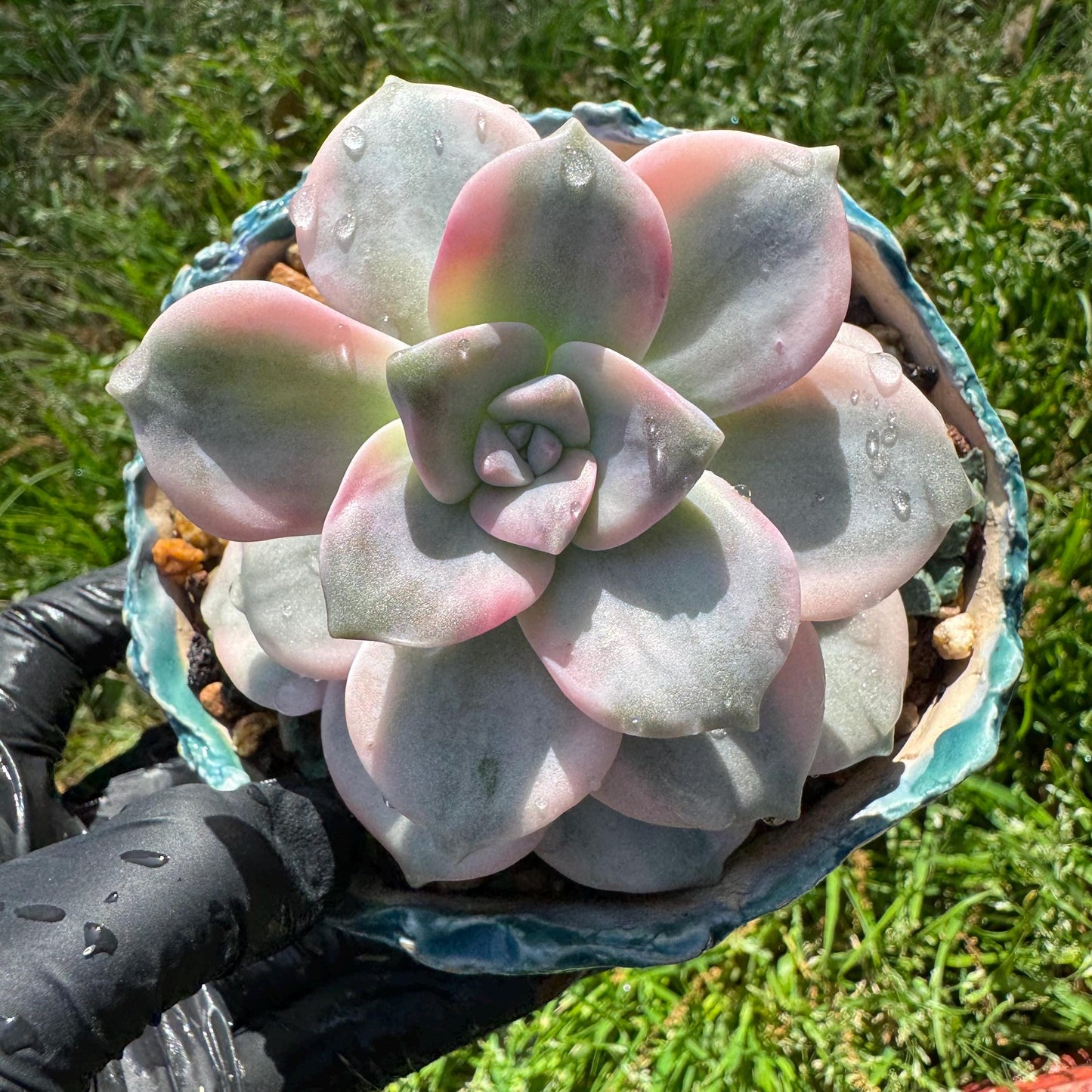Rare succulents plants, Graptopetalum 'Purple Delight' Variegated, 3.4inches