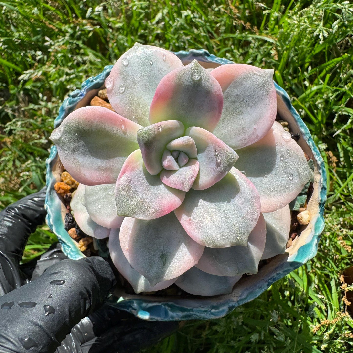 Rare succulents plants, Graptopetalum 'Purple Delight' Variegated, 3.4inches