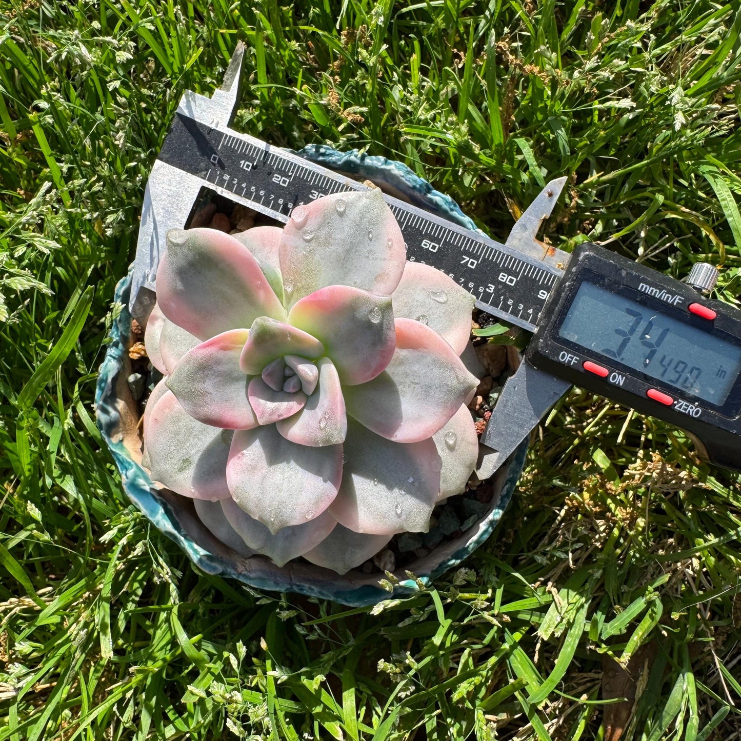 Rare succulents plants, Graptopetalum 'Purple Delight' Variegated, 3.4inches