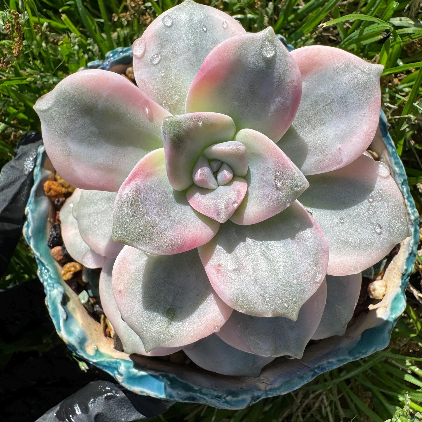 Rare succulents plants, Graptopetalum 'Purple Delight' Variegated, 3.4inches
