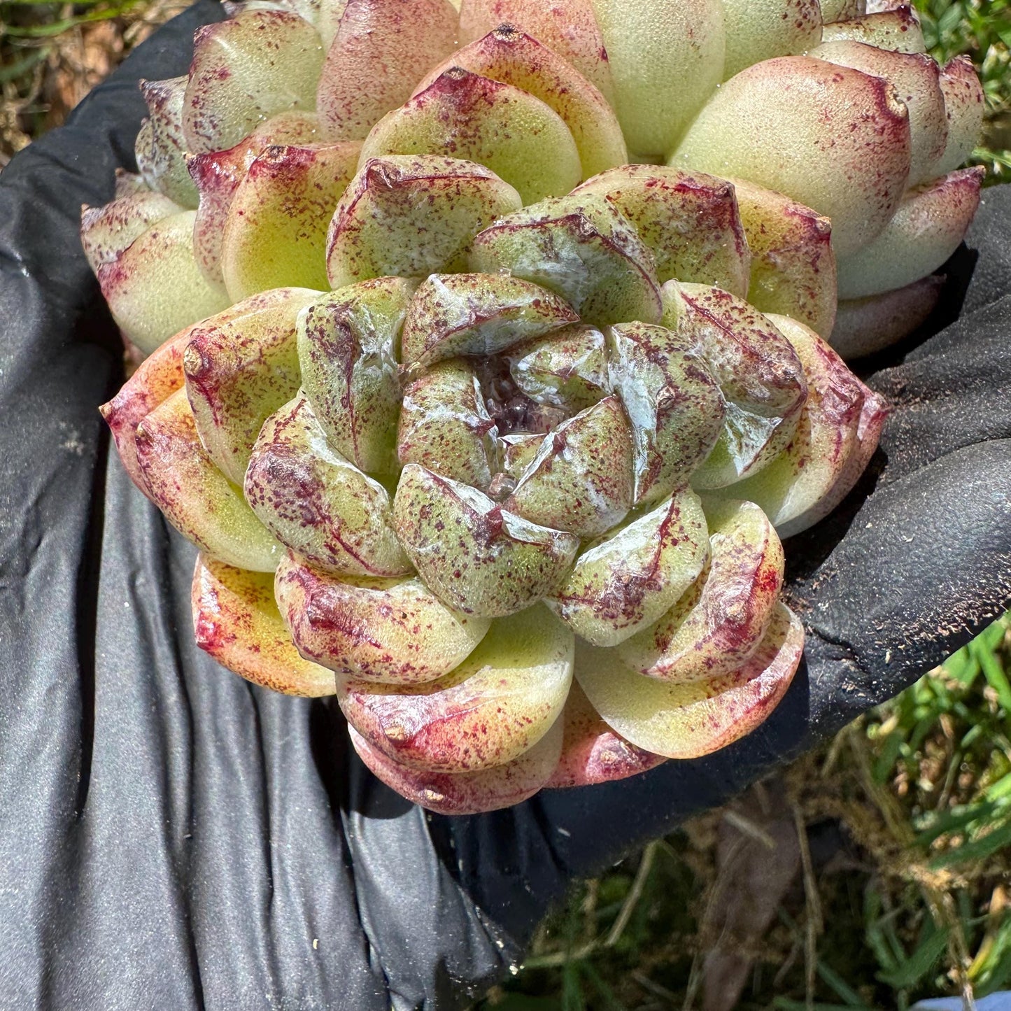 New rare succulents ,' White beach', 3heads, 2.9inches